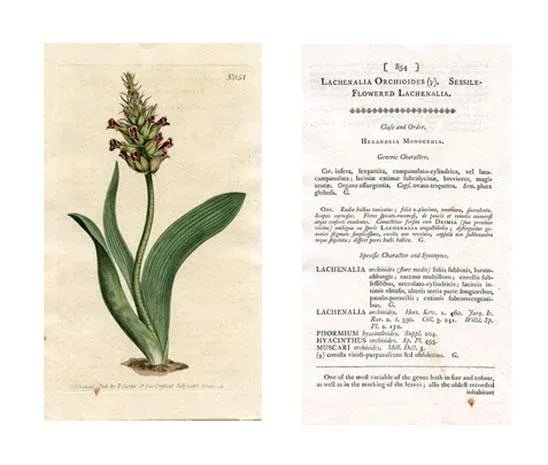 1805, Orchid-Like Cape Cowslip Print, Curtis's Botanical Magazine, Original Antique Botanical Engrav - 2