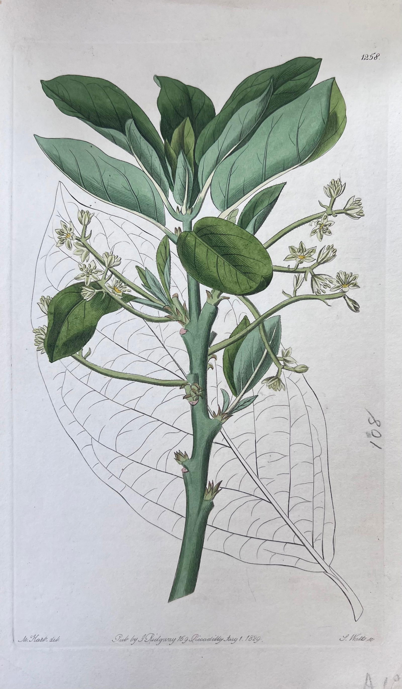 Set of Six Fine Antique British Hand Coloured Botanical Prints, circa 1900's, Early Mid 19th Century - 13