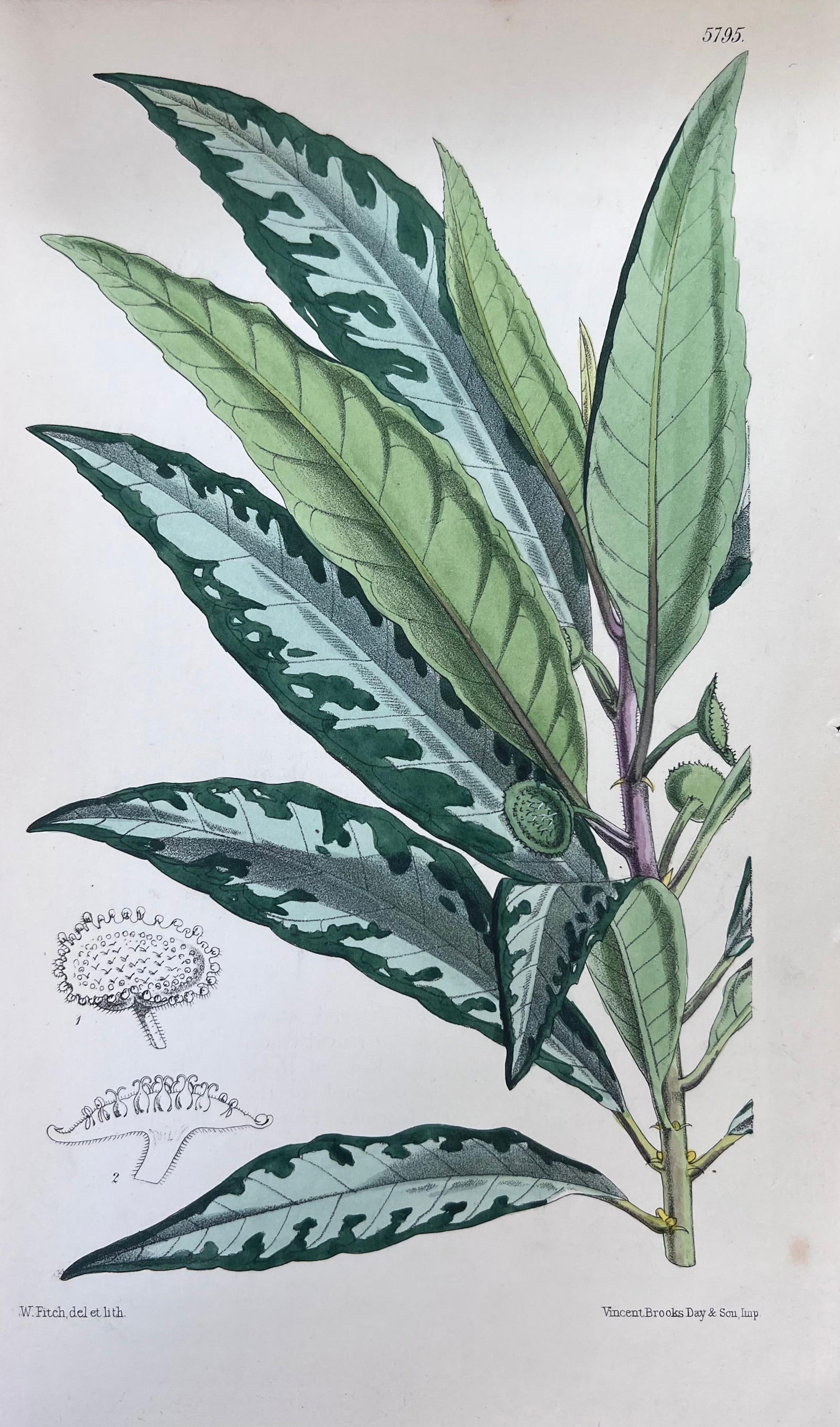 Set of Six Fine Antique British Hand Coloured Botanical Prints, circa 1900's, Early Mid 19th Century - 16