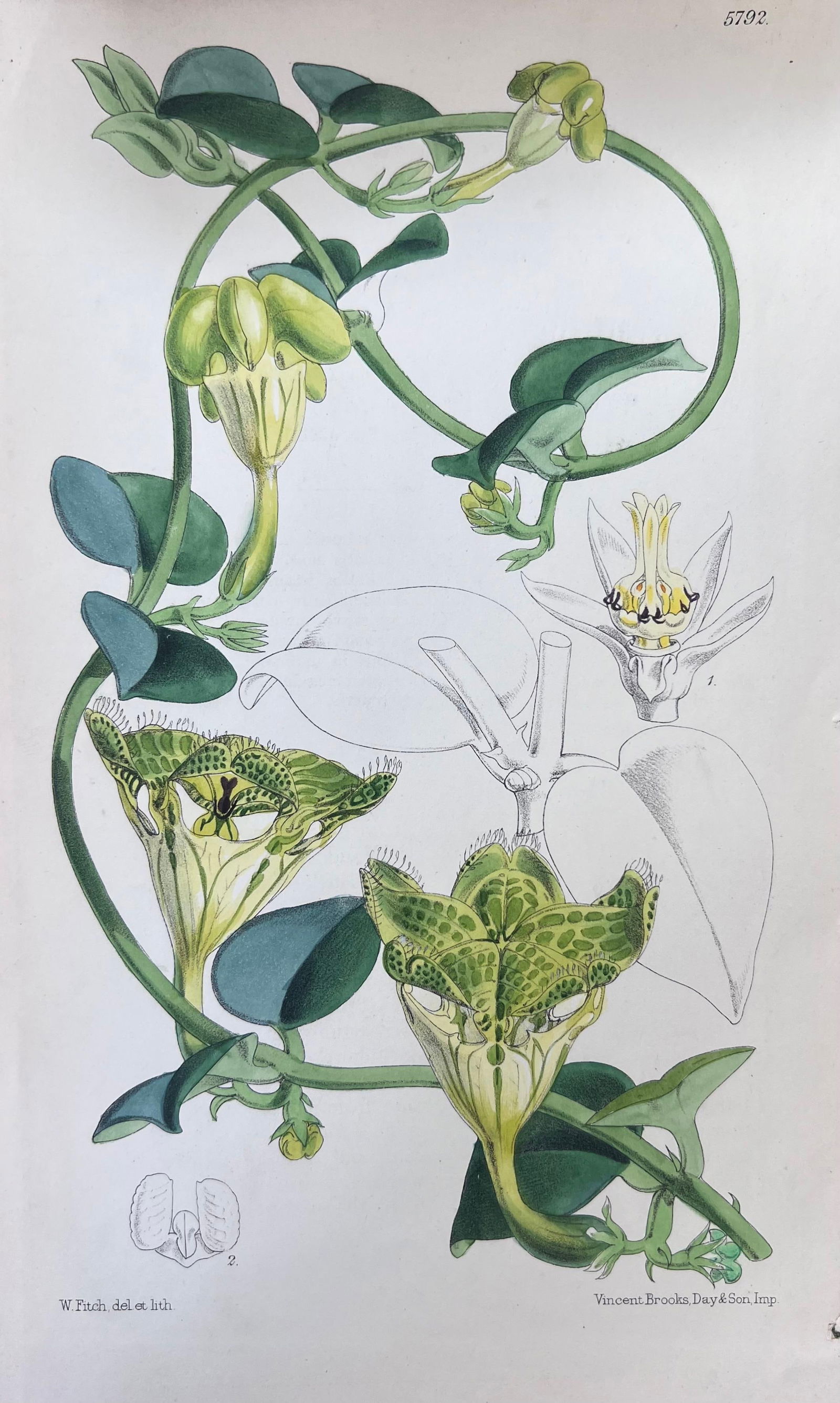 Set of Six Fine Antique British Hand Coloured Botanical Prints, circa 1900's, Early Mid 19th Century - 17