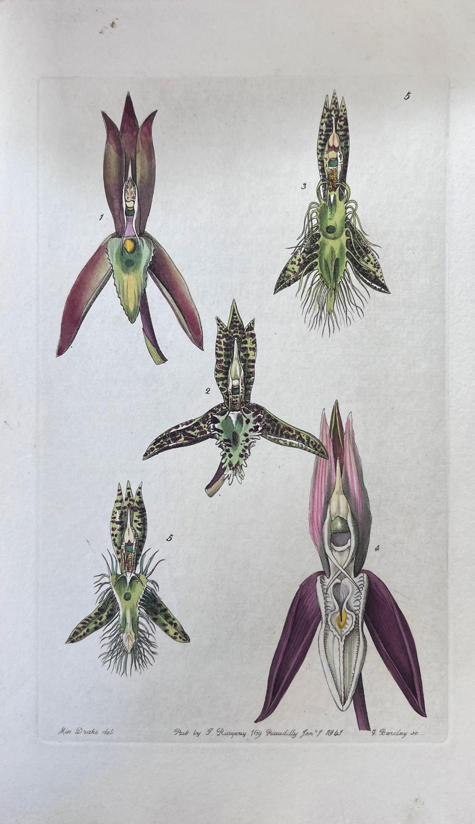 Set of Six Fine Antique British Hand Coloured Botanical Prints, circa 1900's, Early Mid 19th Century - 5