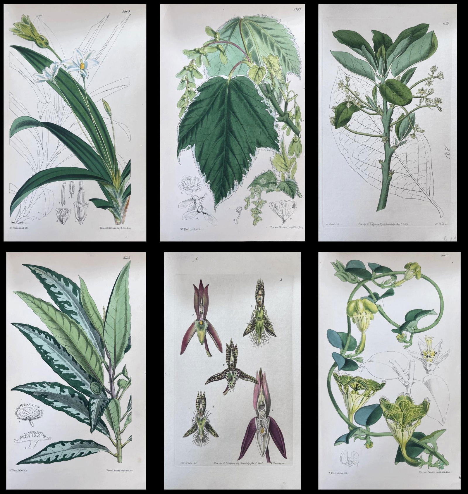 Set of Six Fine Antique British Hand Coloured Botanical Prints, circa 1900's, Early Mid 19th Century - 7