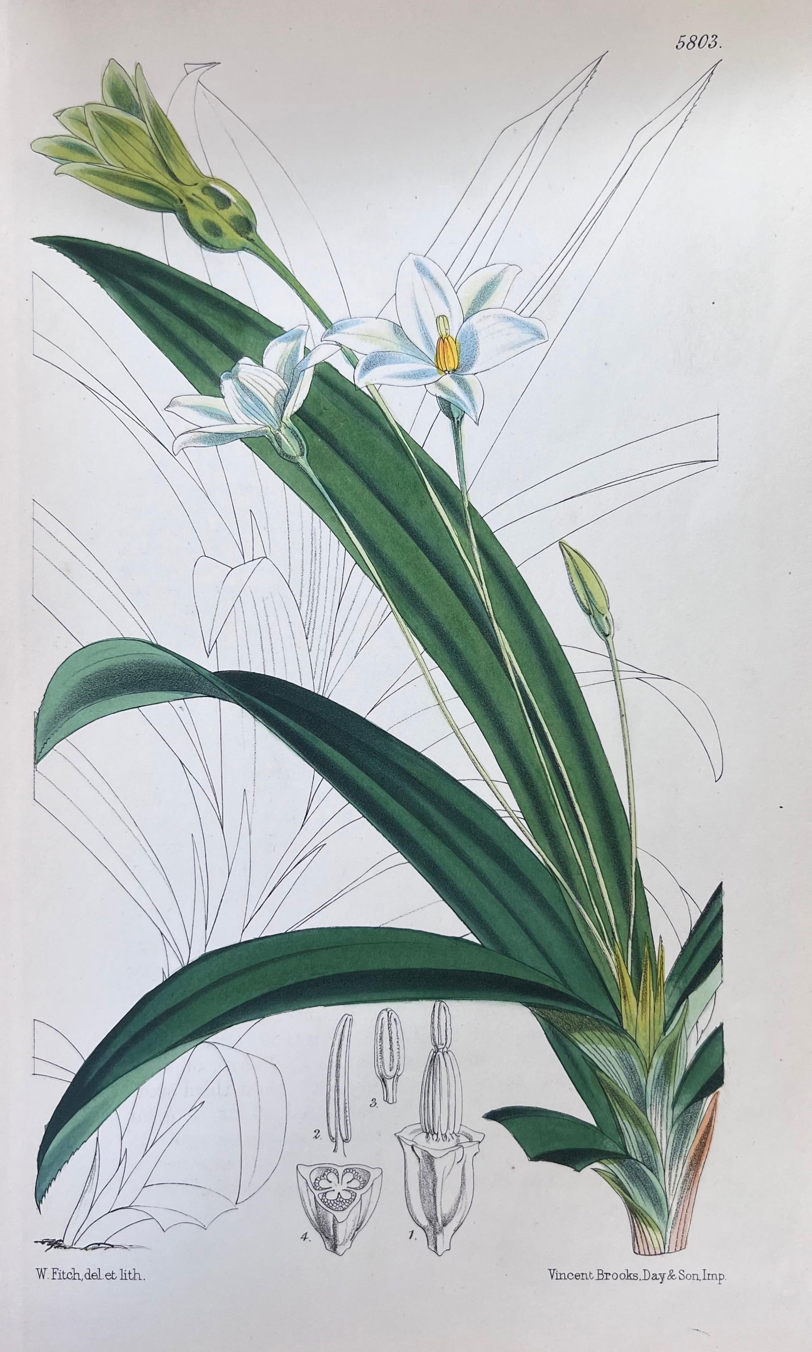 Set of Six Fine Antique British Hand Coloured Botanical Prints, circa 1900's, Early Mid 19th Century - 8