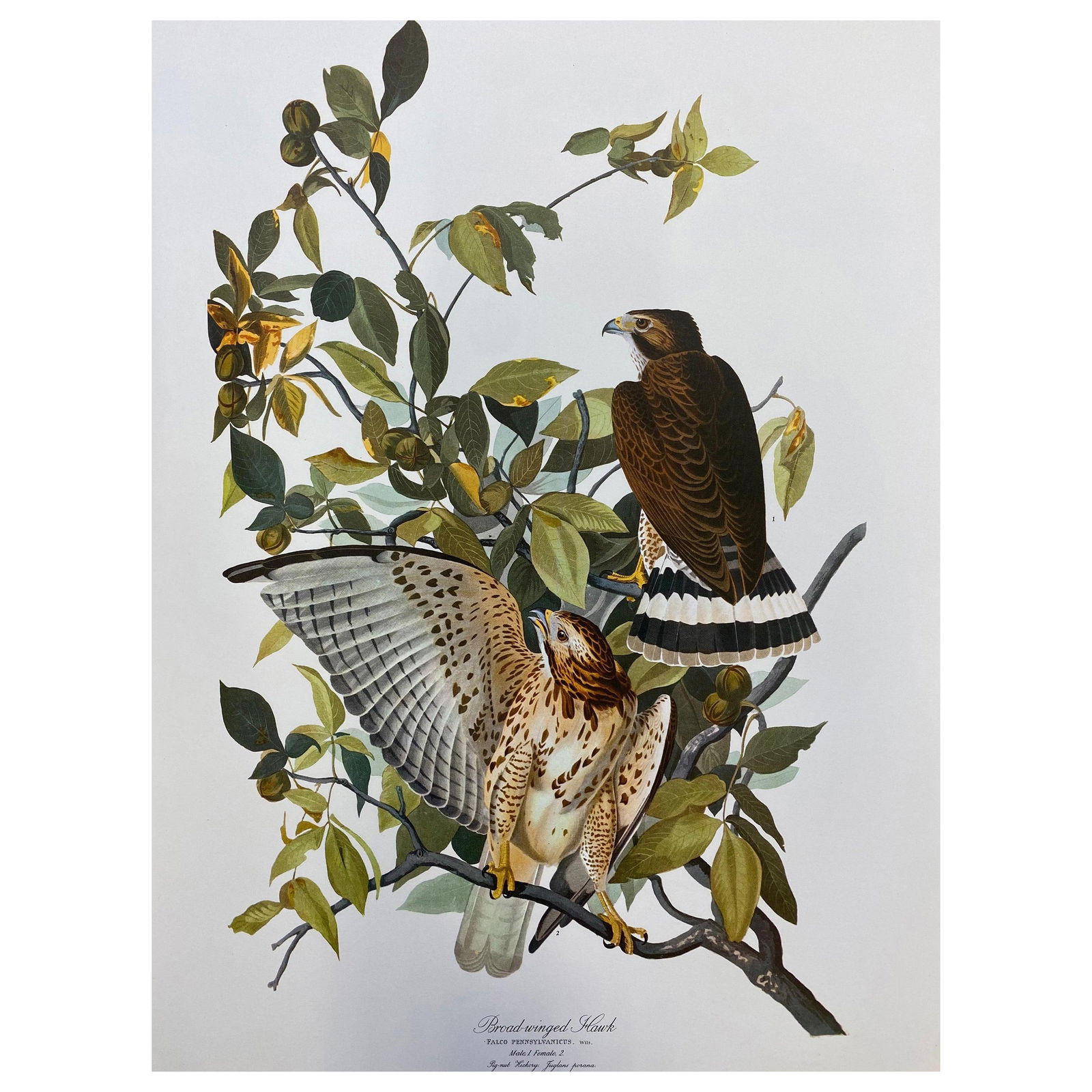 Large Classical Bird Color Print After John James Audubon, Cat Bird, 20th Century: Title: Large Classical Bird Color Print After John James Audubon, Cat Bird, 20th Century Description: A Summer Day's Sailing by Maurice Mazeilie (French, 1924-2021) watercolor painting on artist