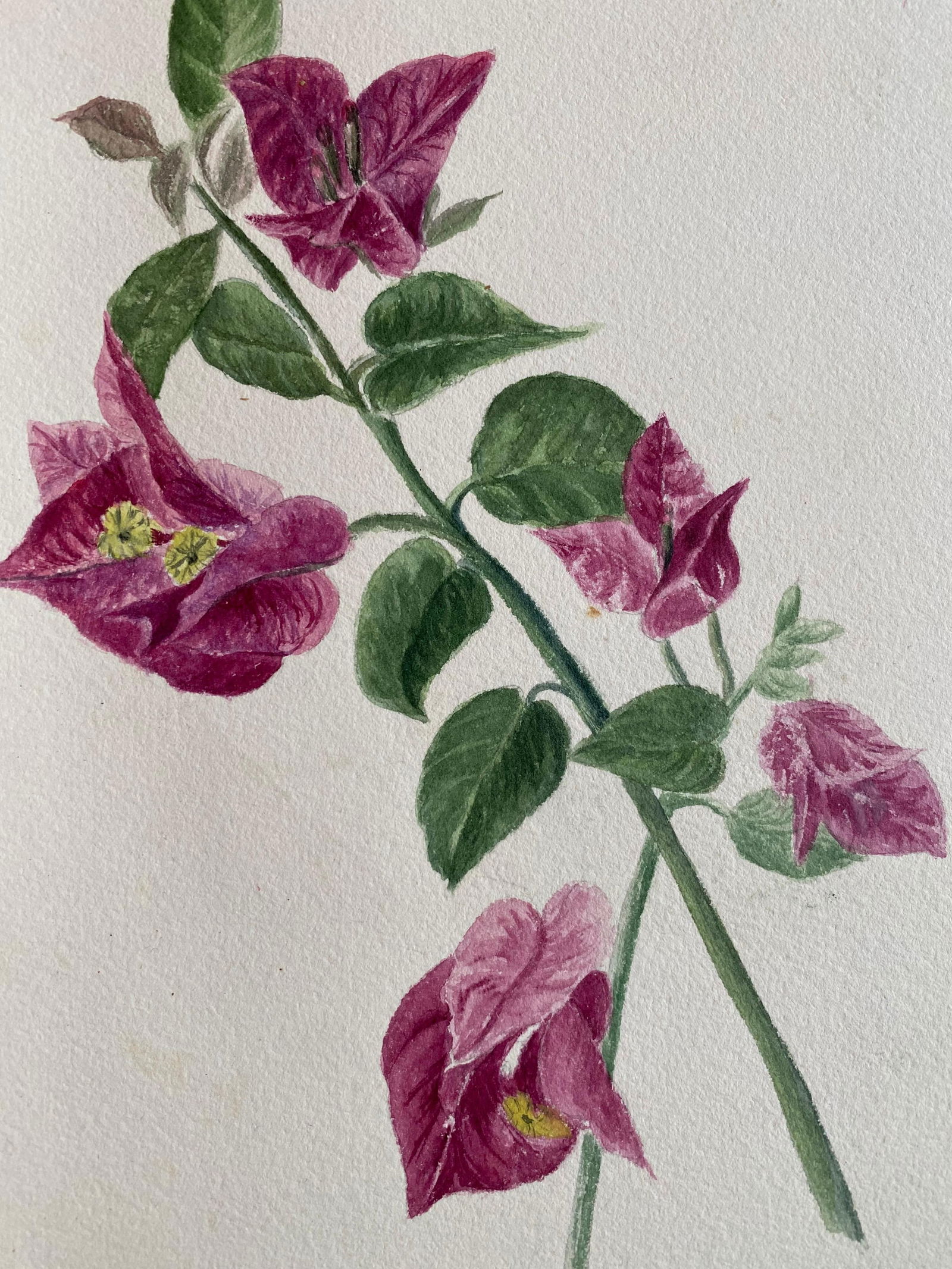 4x Fine Antique British Botannical Watercolour Painting, circa 1900's, circa 1900s - 8