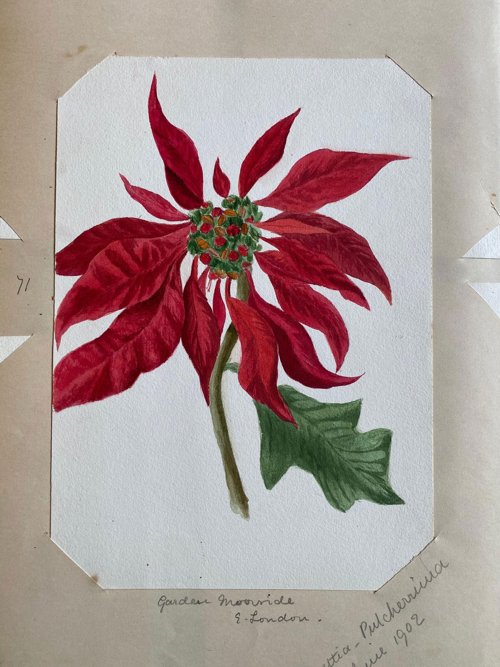 4x Fine Antique British Botannical Watercolour Painting, circa 1900's, circa 1900s - 10