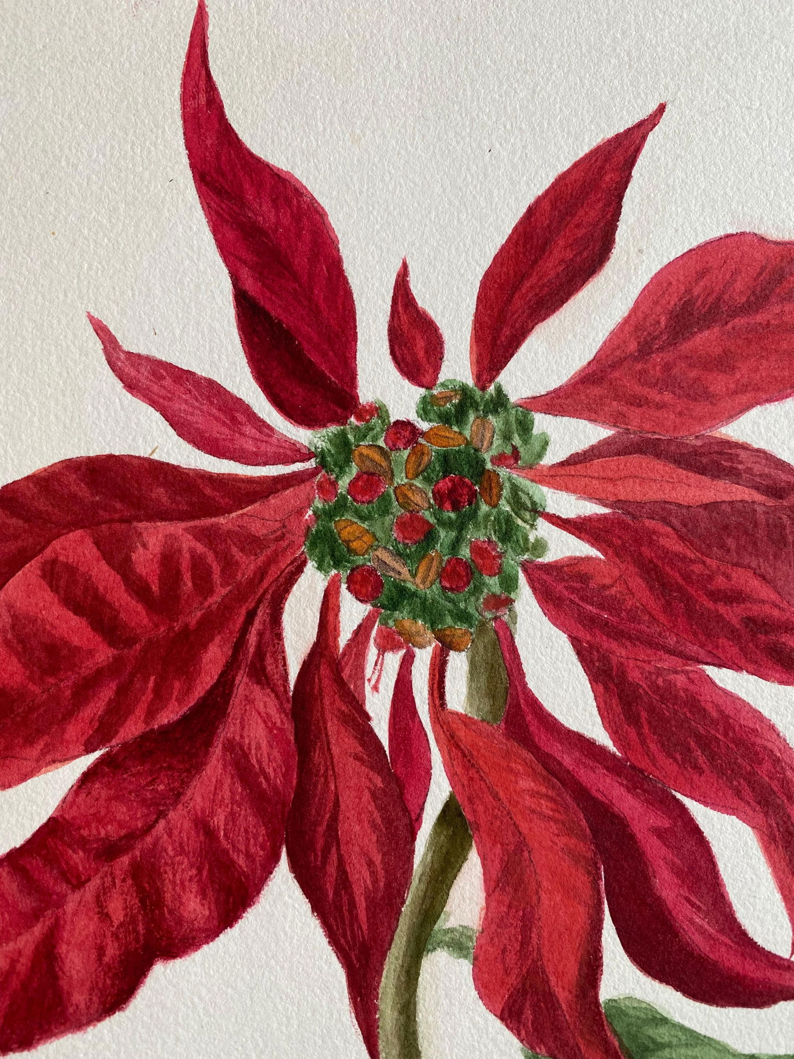 4x Fine Antique British Botannical Watercolour Painting, circa 1900's, circa 1900s - 11