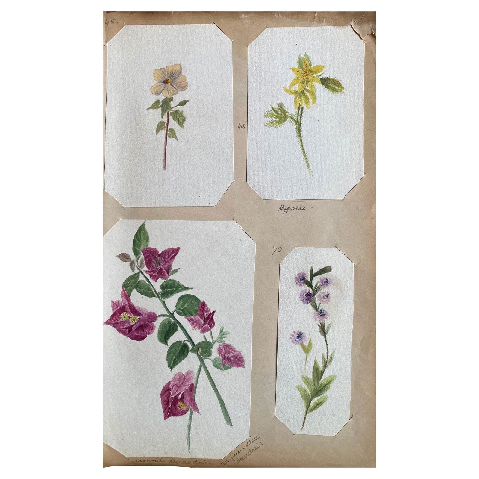 4x Fine Antique British Botannical Watercolour Painting, circa 1900's, circa 1900s - 4