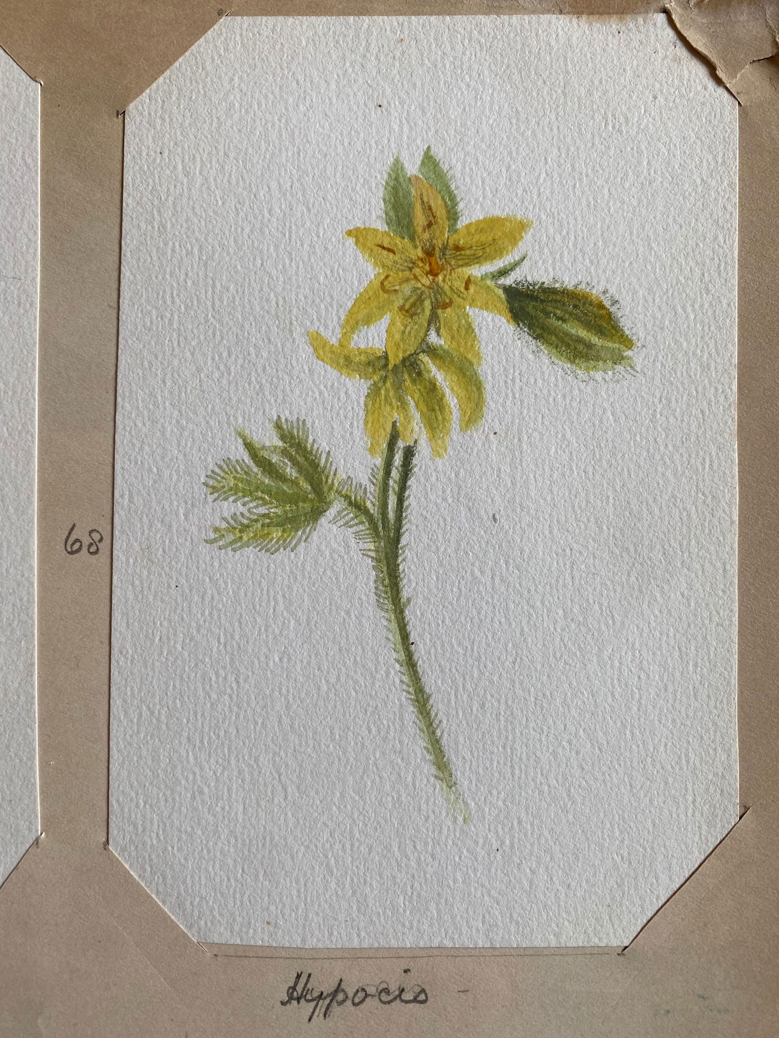 4x Fine Antique British Botannical Watercolour Painting, circa 1900's, circa 1900s - 6