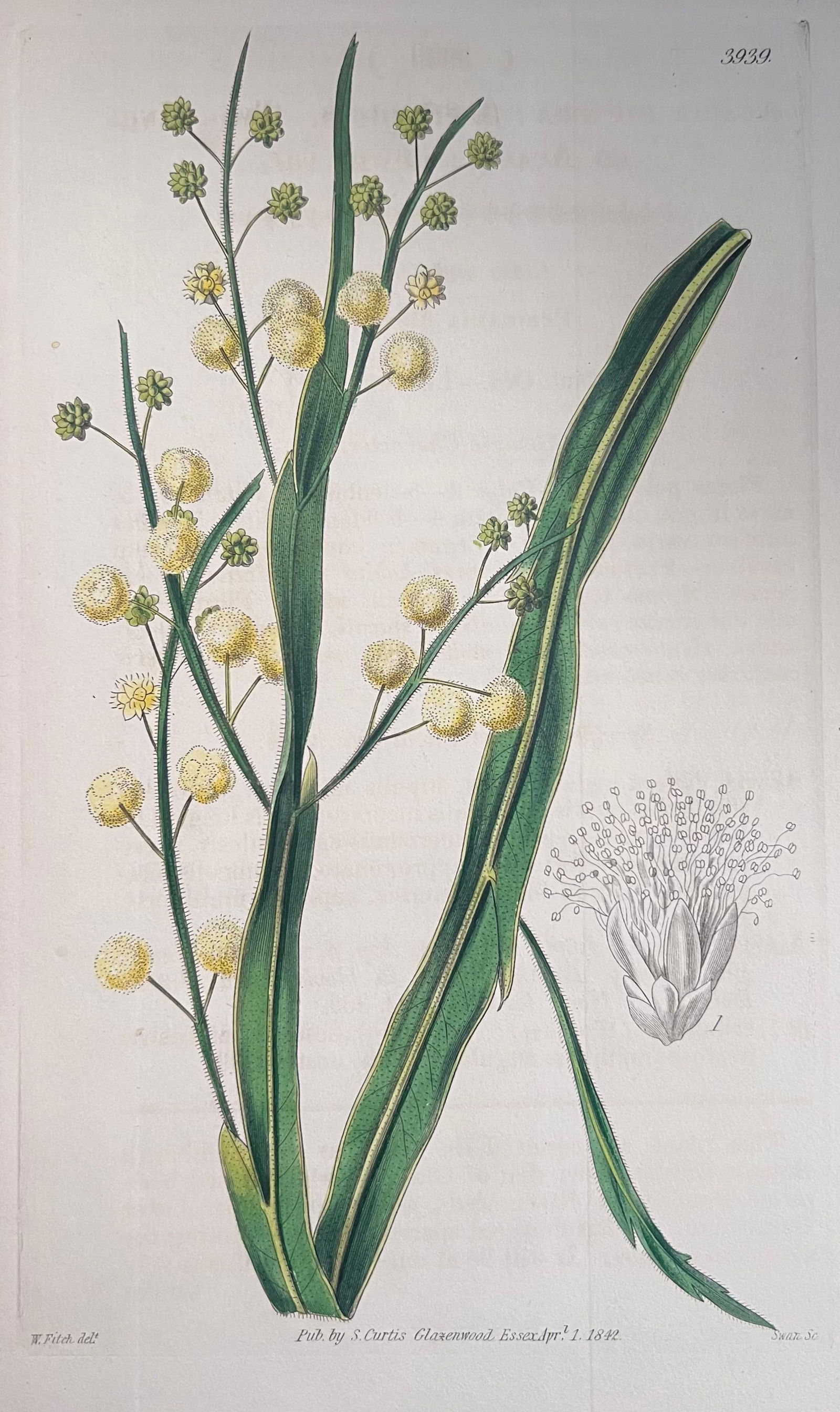 Set of Six Fine Antique British Hand Coloured Botanical Prints, circa 1900's, Early Mid 19th Century - 17