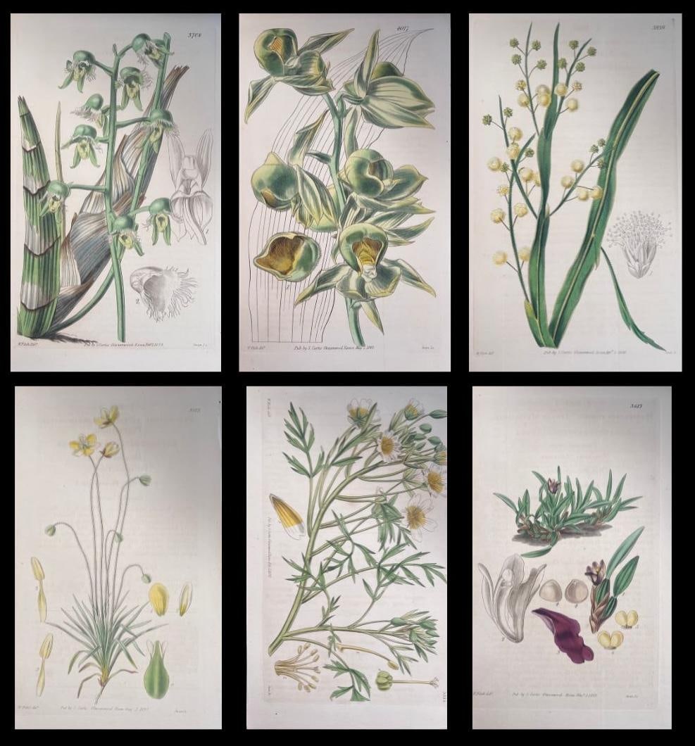 Set of Six Fine Antique British Hand Coloured Botanical Prints, circa 1900's, Early Mid 19th Century: Title: Set of Six Fine Antique British Hand Coloured Botanical Prints, circa 1900's, Early Mid 19th Century Description: Set of Six Hand Coloured Botanical Prints/Lithographs and Engravings Published