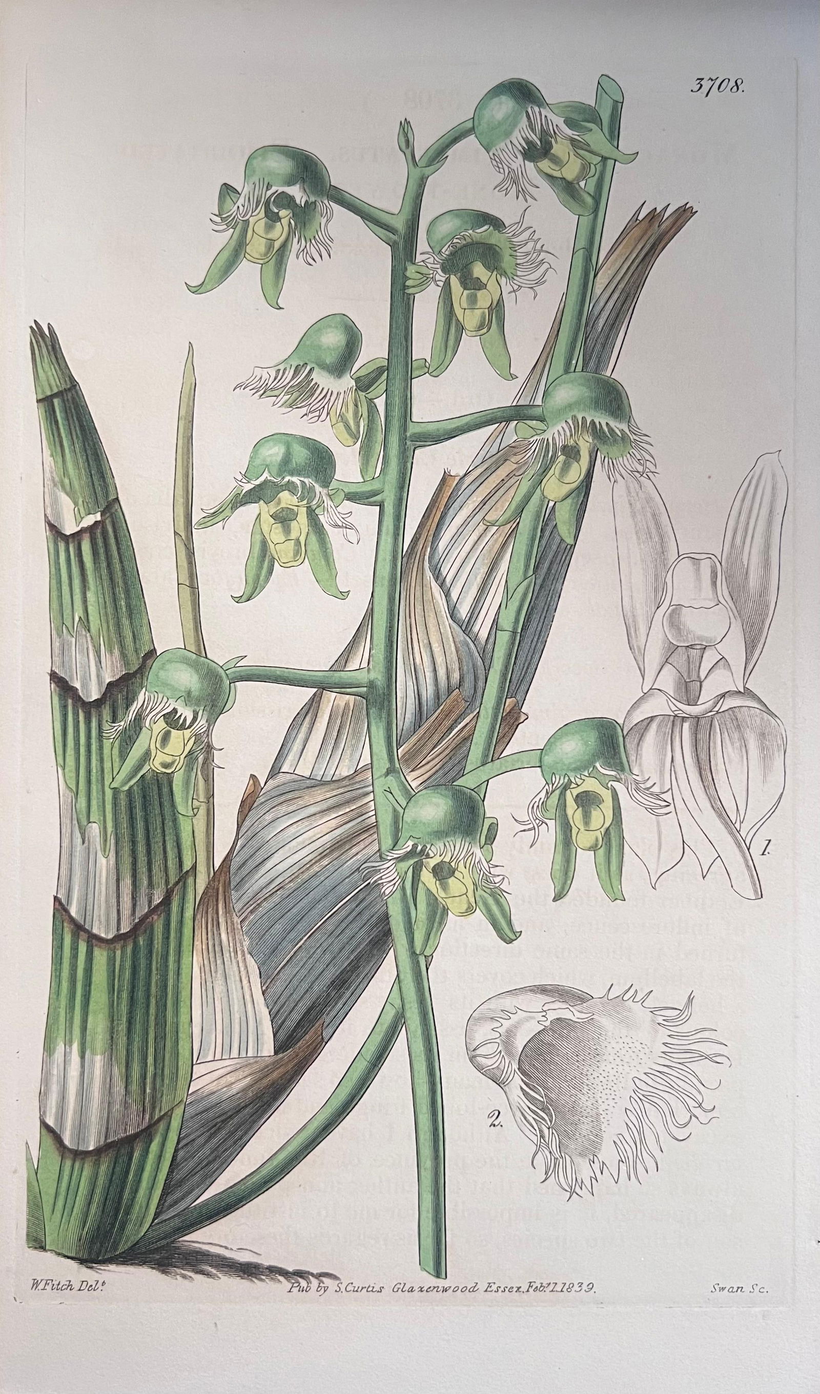 Set of Six Fine Antique British Hand Coloured Botanical Prints, circa 1900's, Early Mid 19th Century - 2