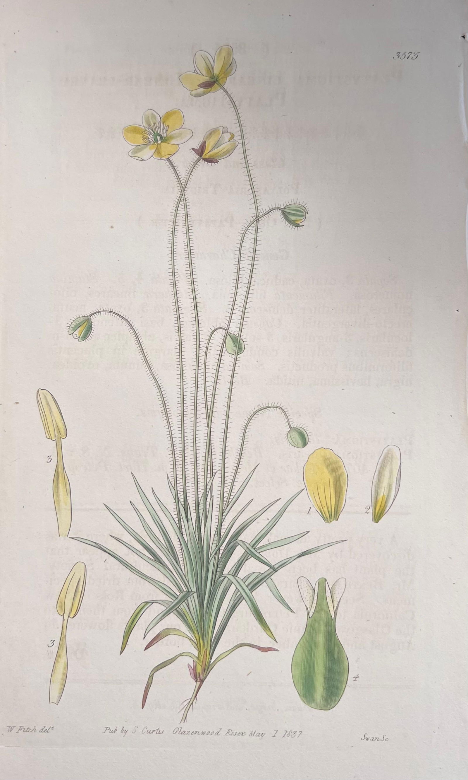 Set of Six Fine Antique British Hand Coloured Botanical Prints, circa 1900's, Early Mid 19th Century - 4