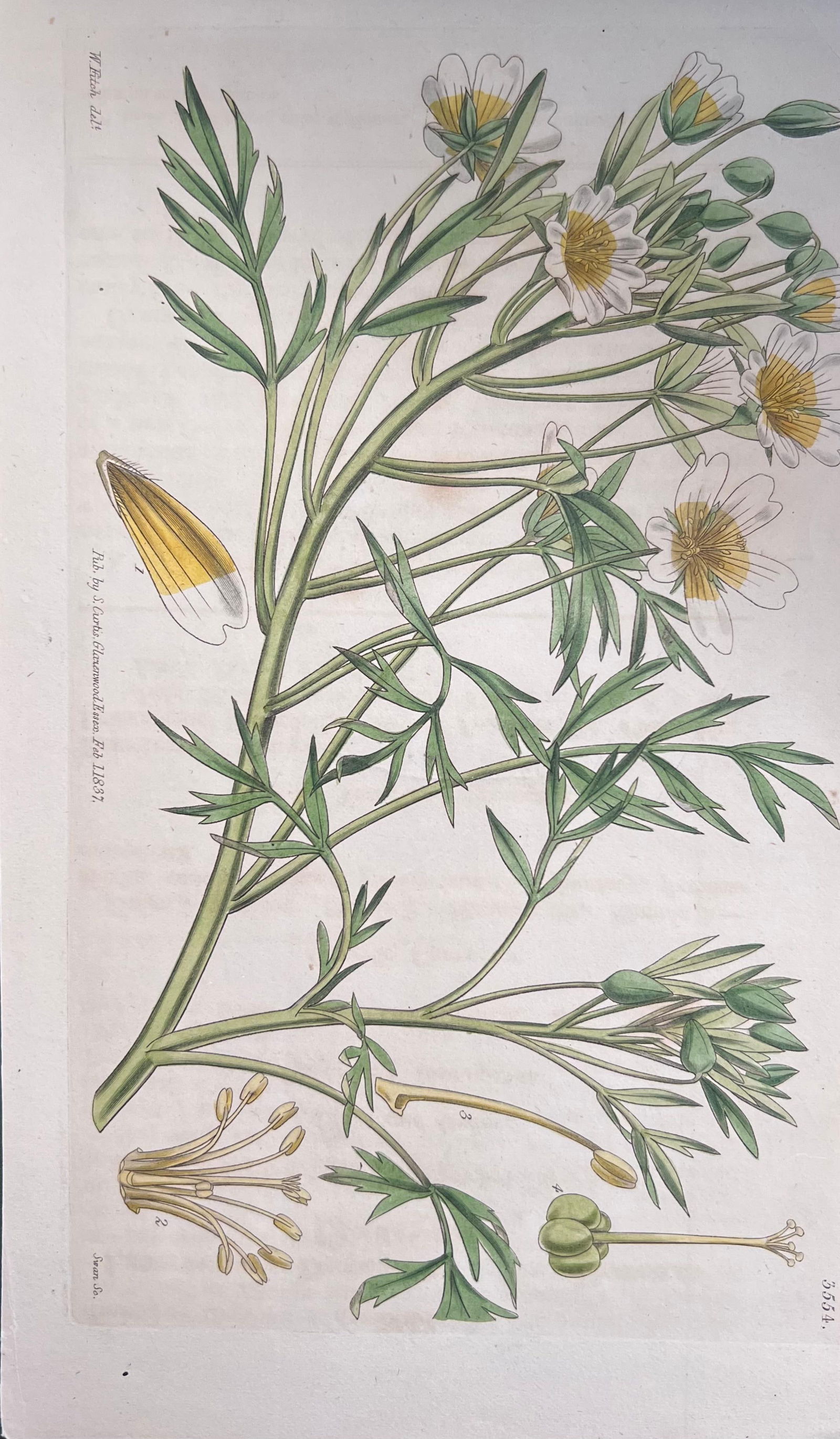 Set of Six Fine Antique British Hand Coloured Botanical Prints, circa 1900's, Early Mid 19th Century - 5