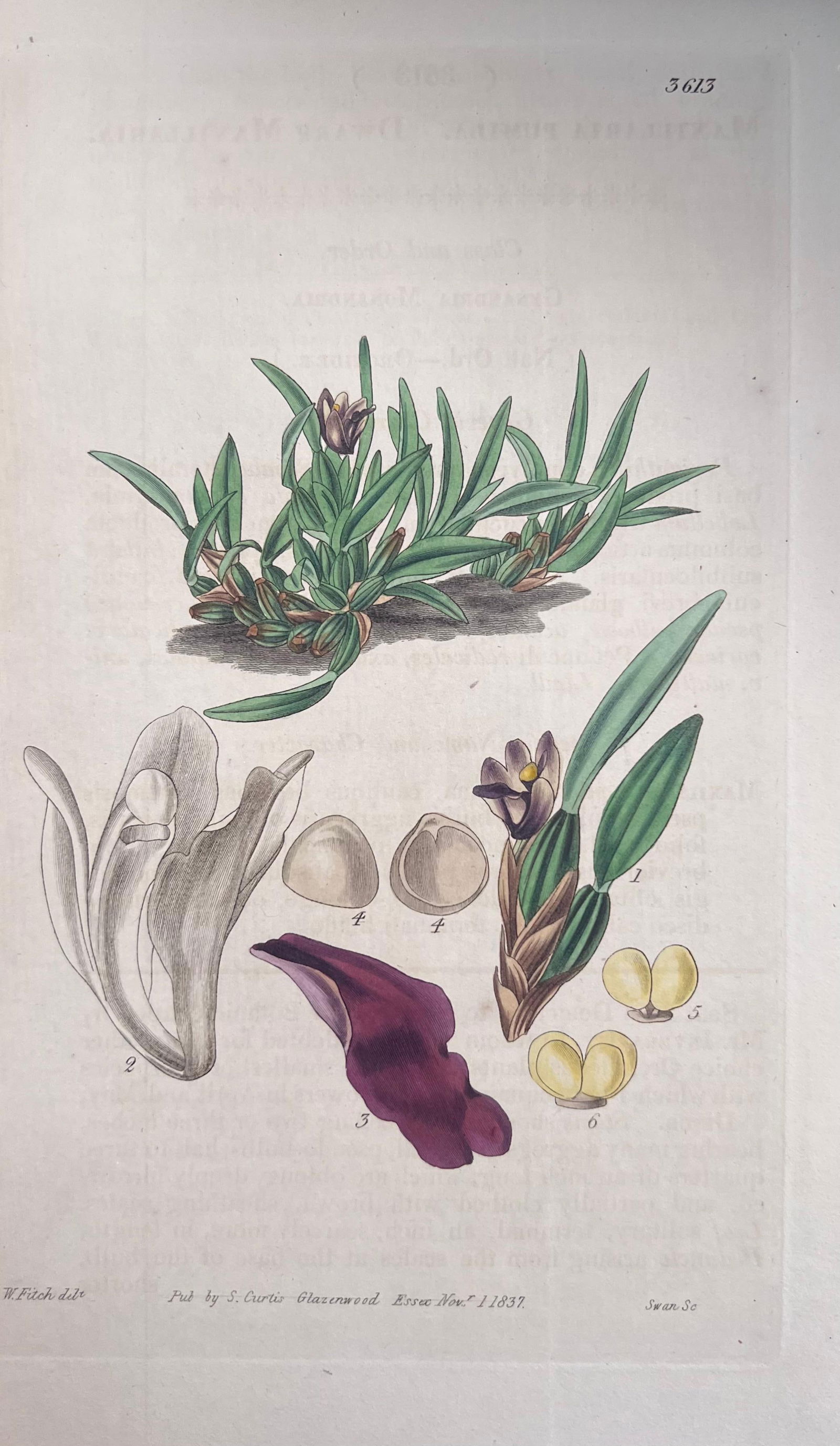 Set of Six Fine Antique British Hand Coloured Botanical Prints, circa 1900's, Early Mid 19th Century - 6