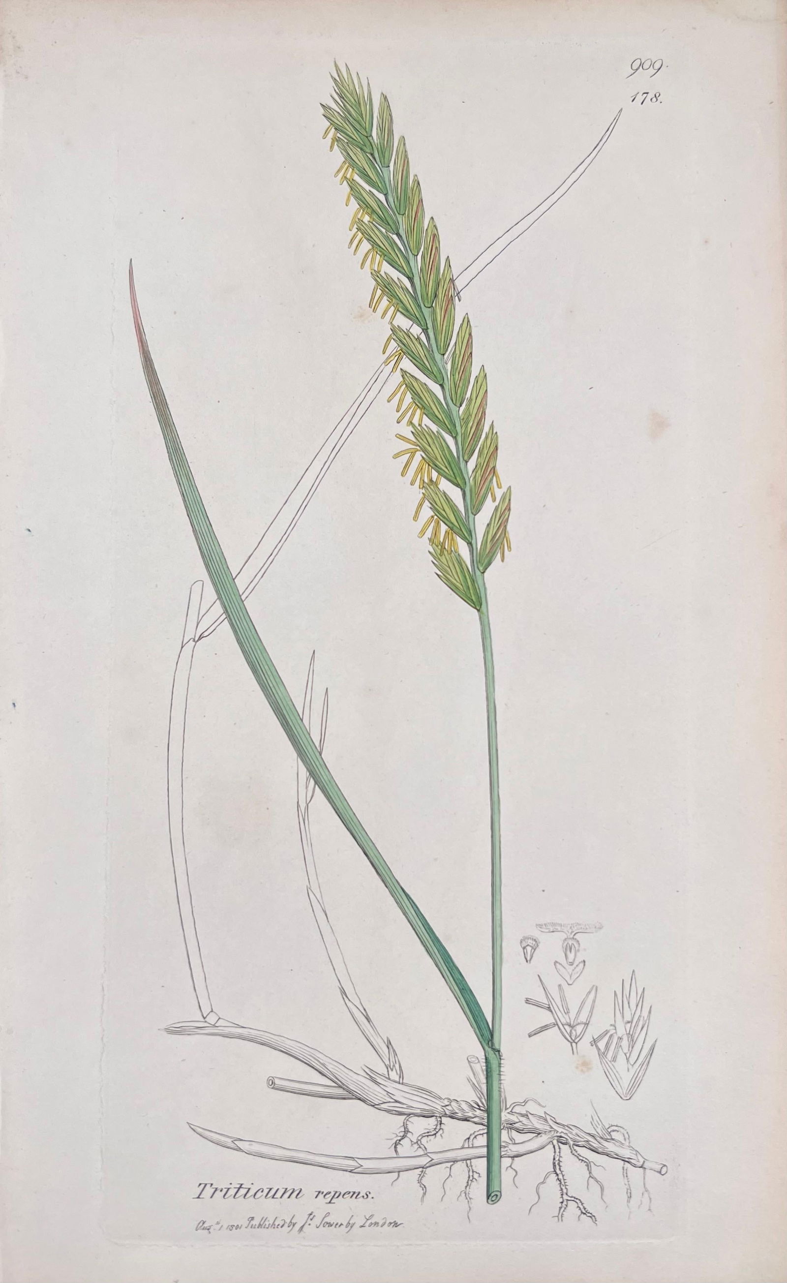 Set of Six Fine Antique British Hand Coloured Botanical Prints, circa 1900's, Early Mid 19th Century - 10