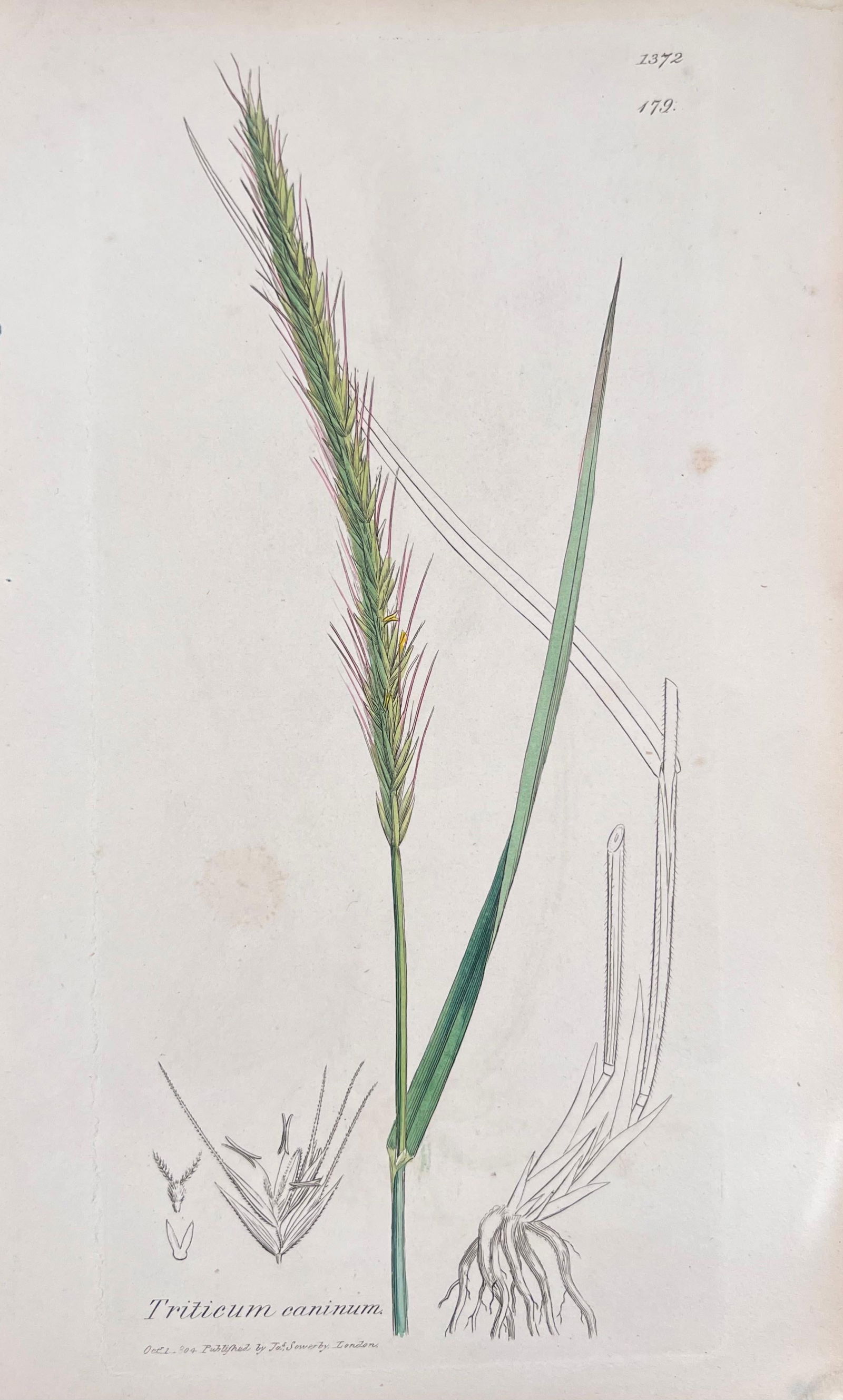 Set of Six Fine Antique British Hand Coloured Botanical Prints, circa 1900's, Early Mid 19th Century - 11