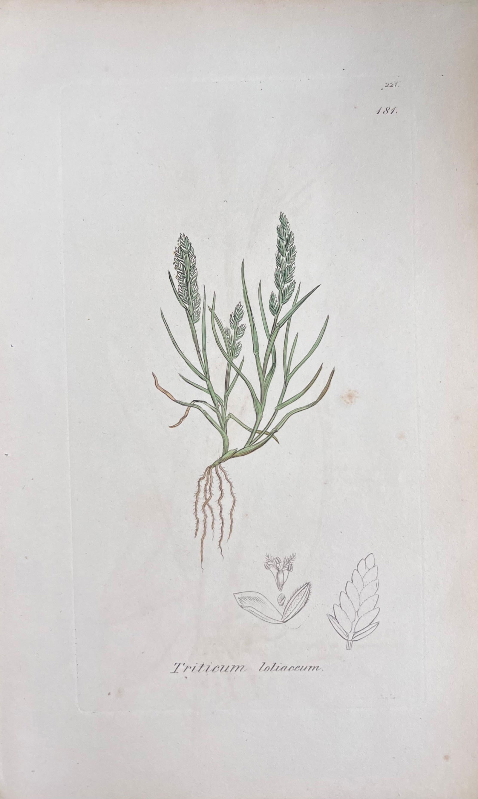 Set of Six Fine Antique British Hand Coloured Botanical Prints, circa 1900's, Early Mid 19th Century - 13