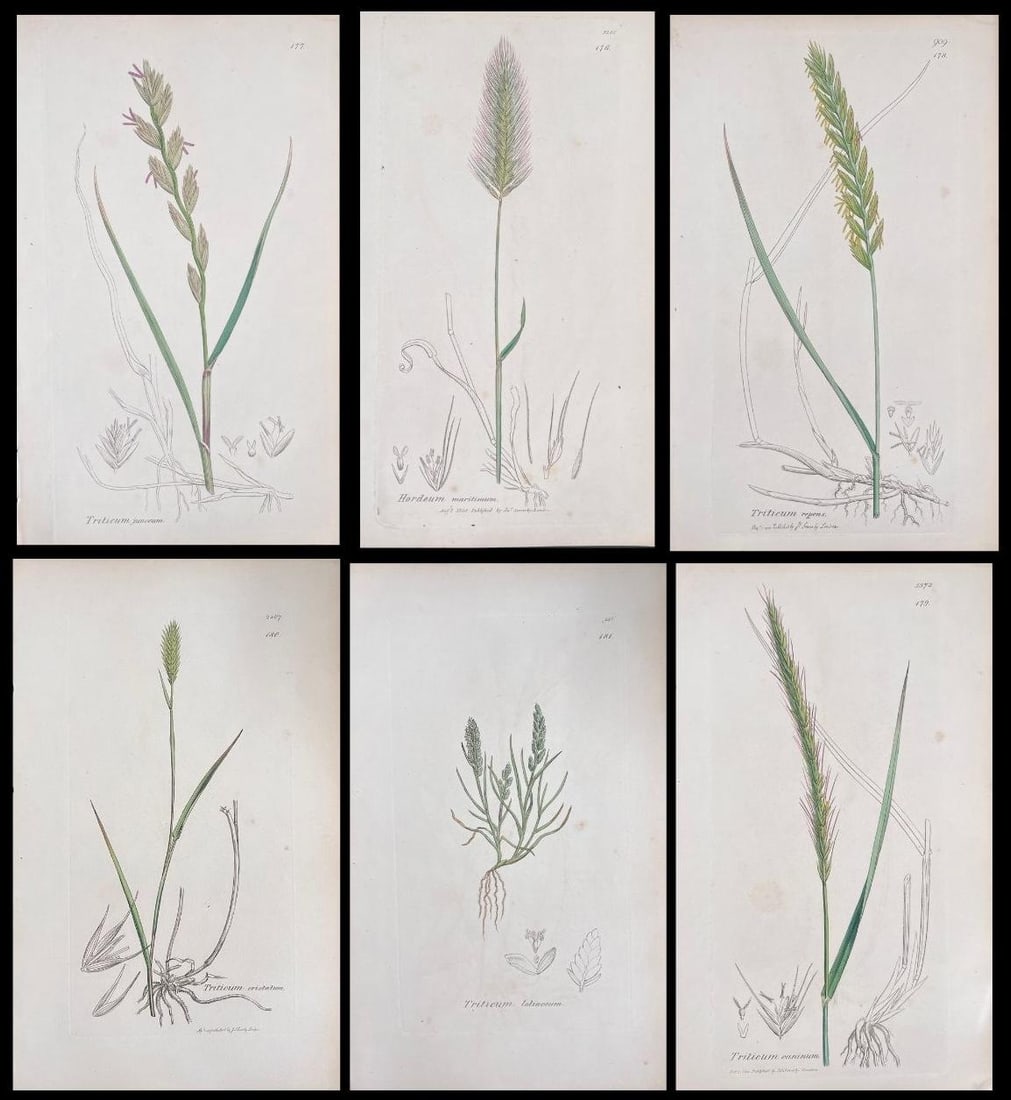Set of Six Fine Antique British Hand Coloured Botanical Prints, circa 1900's, Early Mid 19th Century - 14