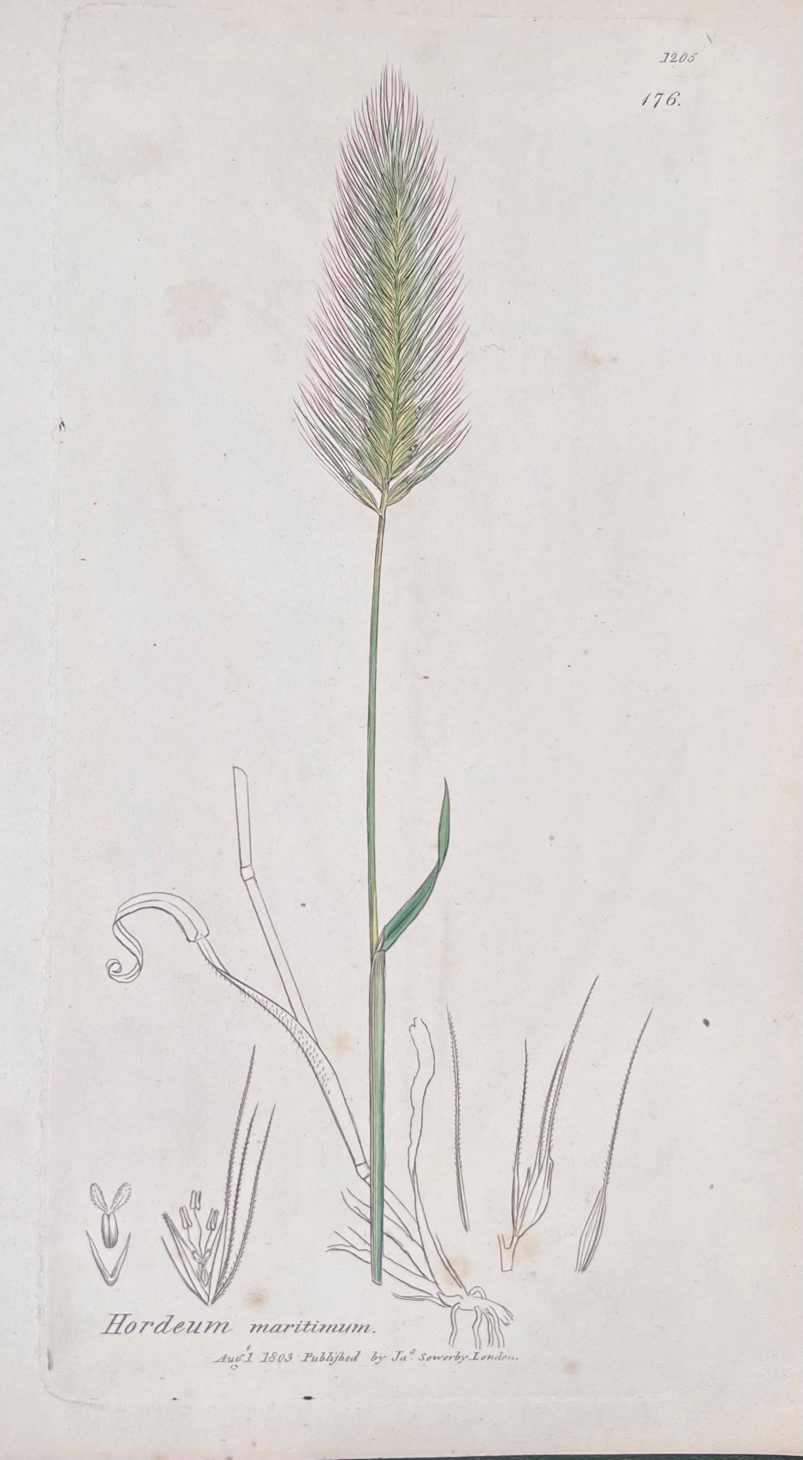 Set of Six Fine Antique British Hand Coloured Botanical Prints, circa 1900's, Early Mid 19th Century - 15