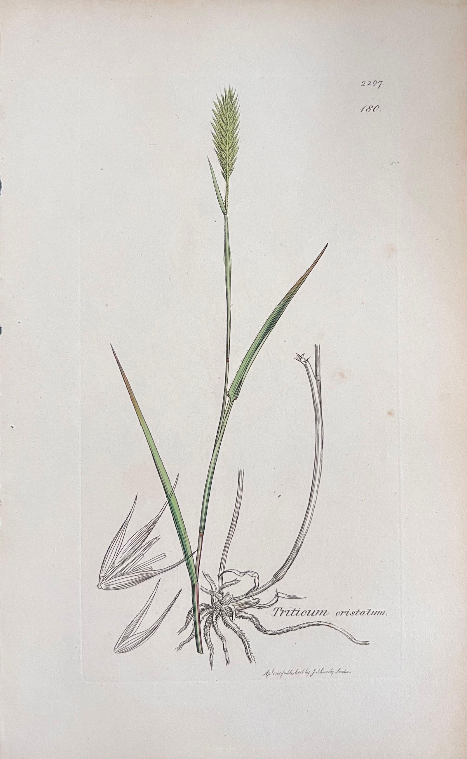 Set of Six Fine Antique British Hand Coloured Botanical Prints, circa 1900's, Early Mid 19th Century - 5