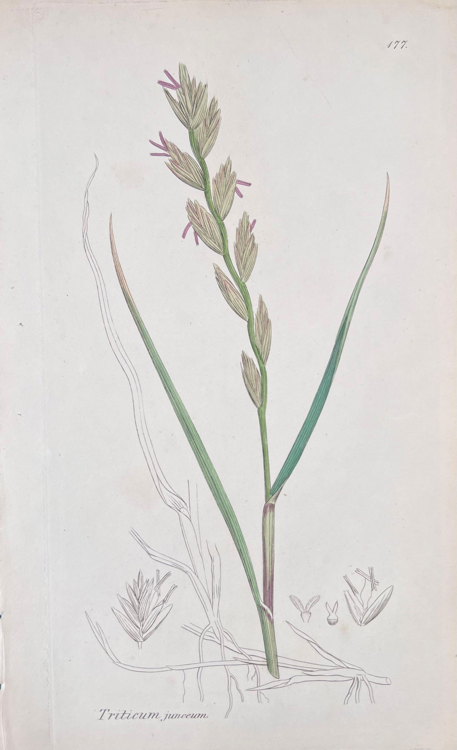 Set of Six Fine Antique British Hand Coloured Botanical Prints, circa 1900's, Early Mid 19th Century - 9