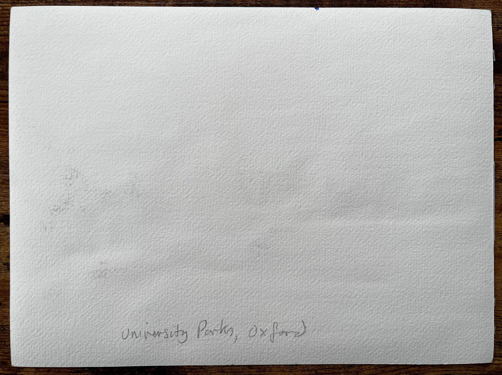 John Steane (b.1931); University Parks Oxford Landscape with Pine Tree and Summer Shadows - 14