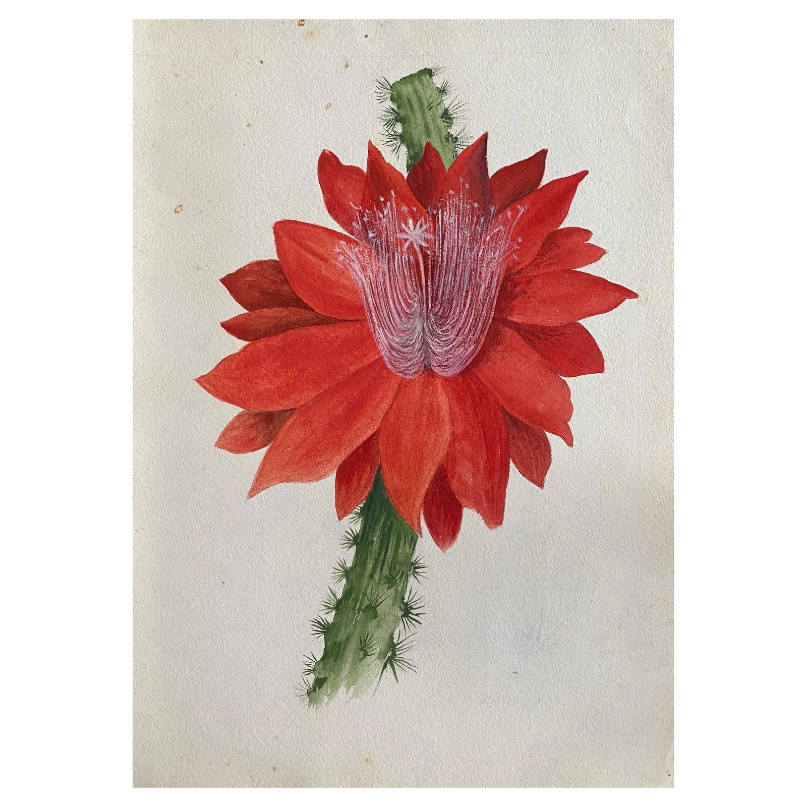 Fine Antique British Botannical Watercolour Painting, circa 1900's Red Flower, circa 1900s - 9