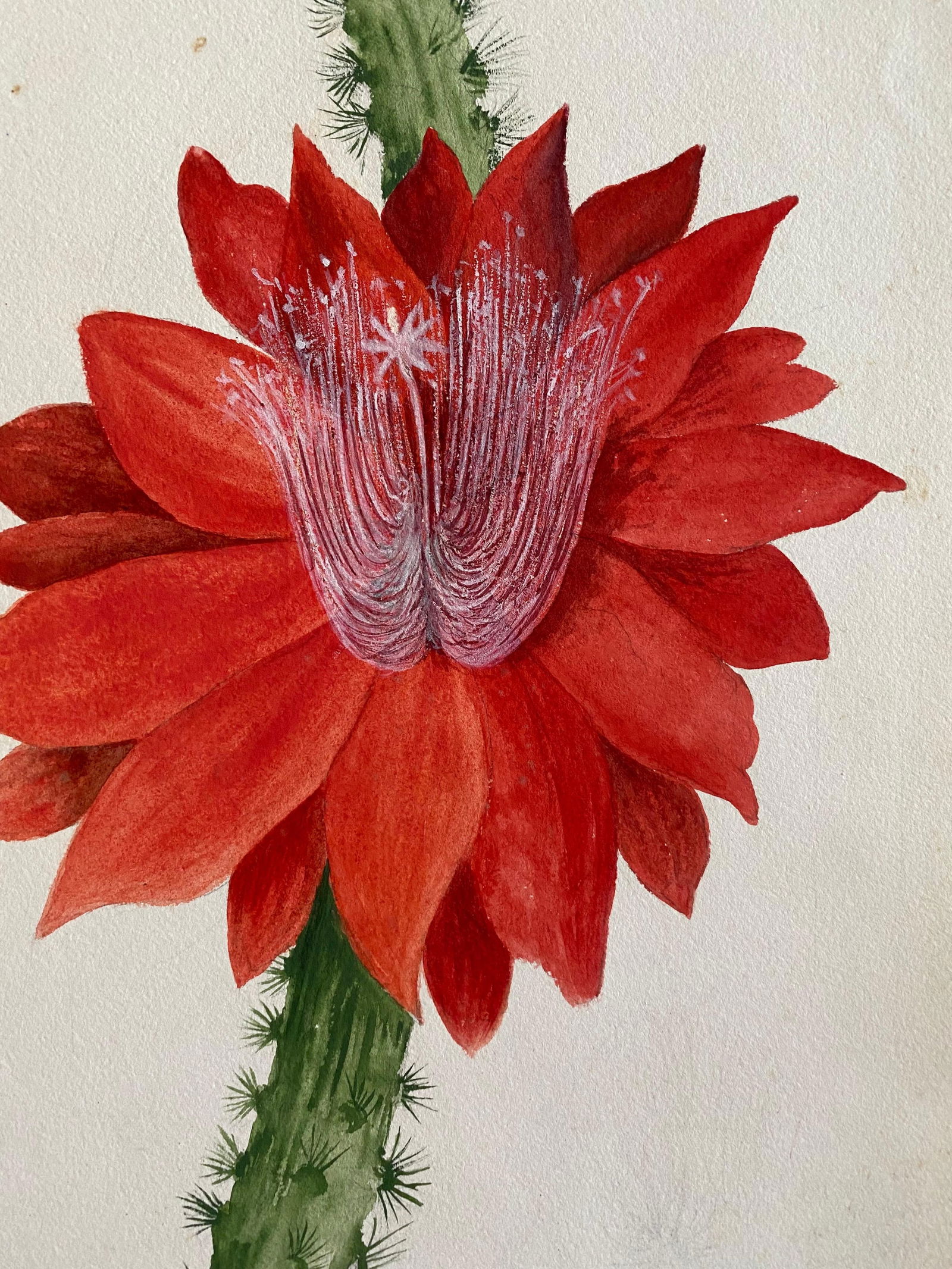 Fine Antique British Botannical Watercolour Painting, circa 1900's Red Flower, circa 1900s - 10