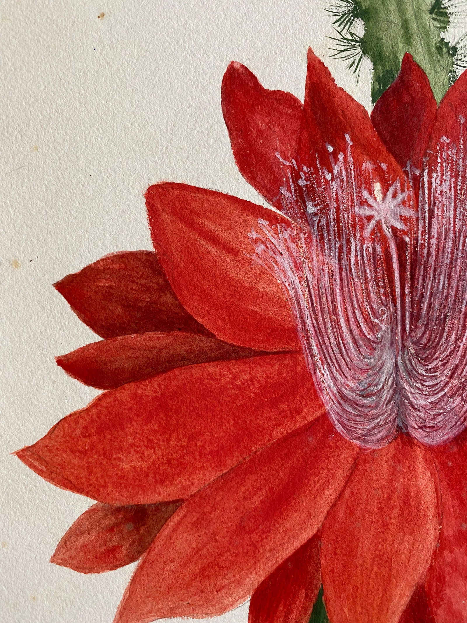 Fine Antique British Botannical Watercolour Painting, circa 1900's Red Flower, circa 1900s - 6