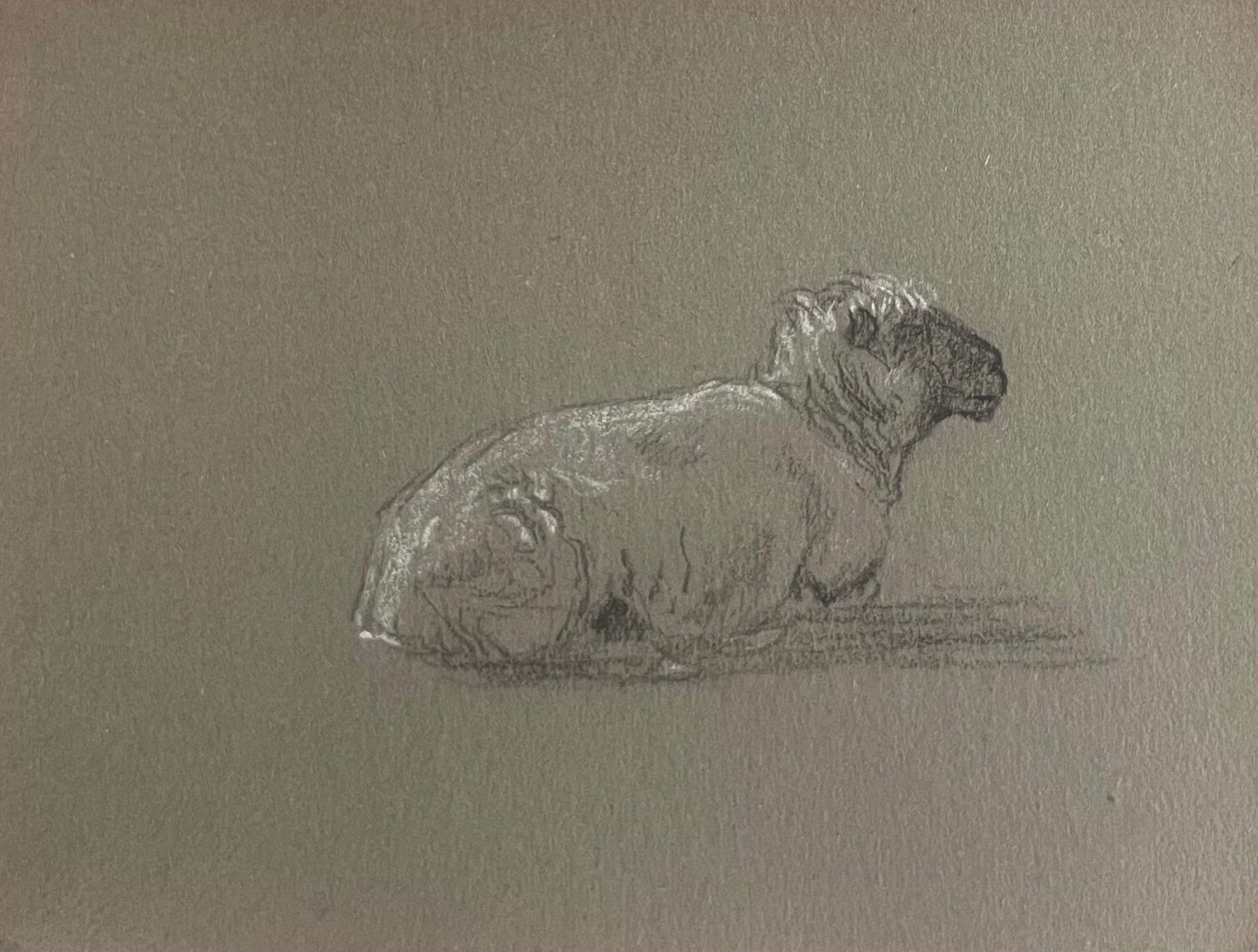 John Rabone Harvey; British Chalk Pencil Sketch of Small White Sheep Lying Down, 1966: Title: John Rabone Harvey; British Chalk Pencil Sketch of Small White Sheep Lying Down, 1966 Description: John Rabone Harvey ( 1966 - 1922) graphic and chalk deep green artist paper , unframed artist