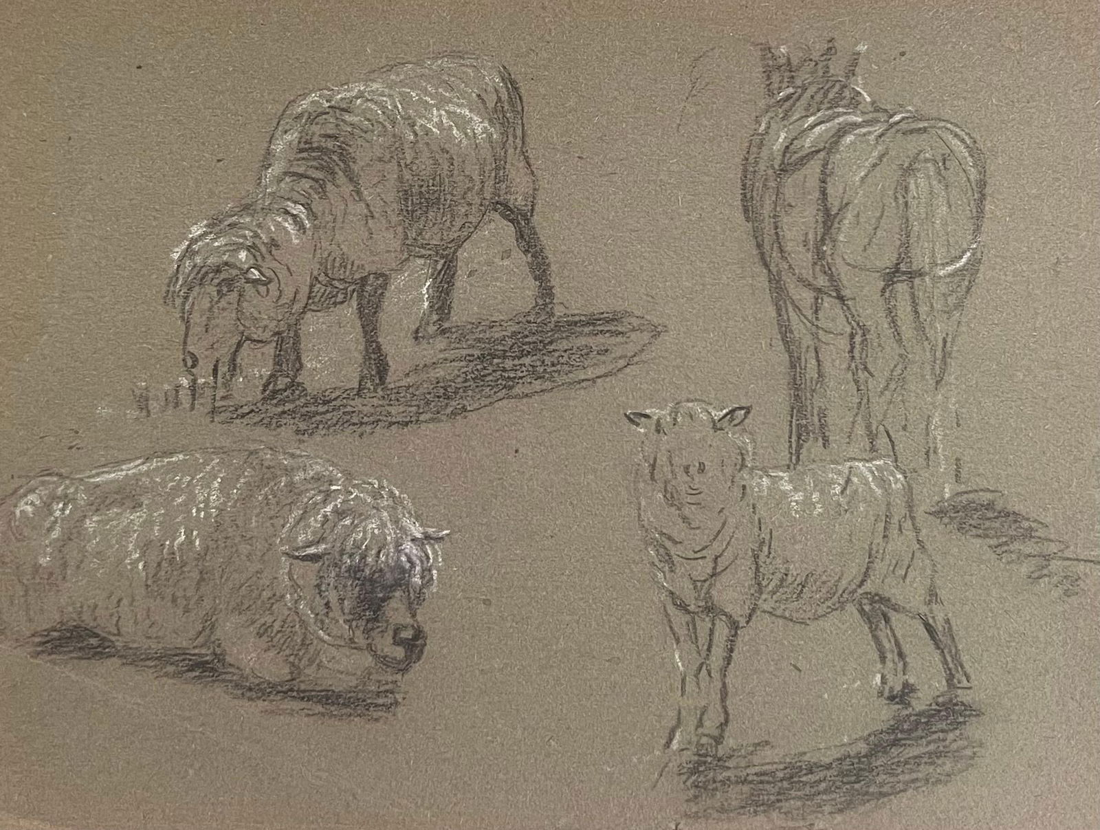 John Rabone Harvey; British Chalk Pencil Sketches of Four Sheep In Different Positions, 1966: Title: John Rabone Harvey; British Chalk Pencil Sketches of Four Sheep In Different Positions, 1966 Description: John Rabone Harvey ( 1966 - 1922) graphic and chalk deep green artist paper , unframed