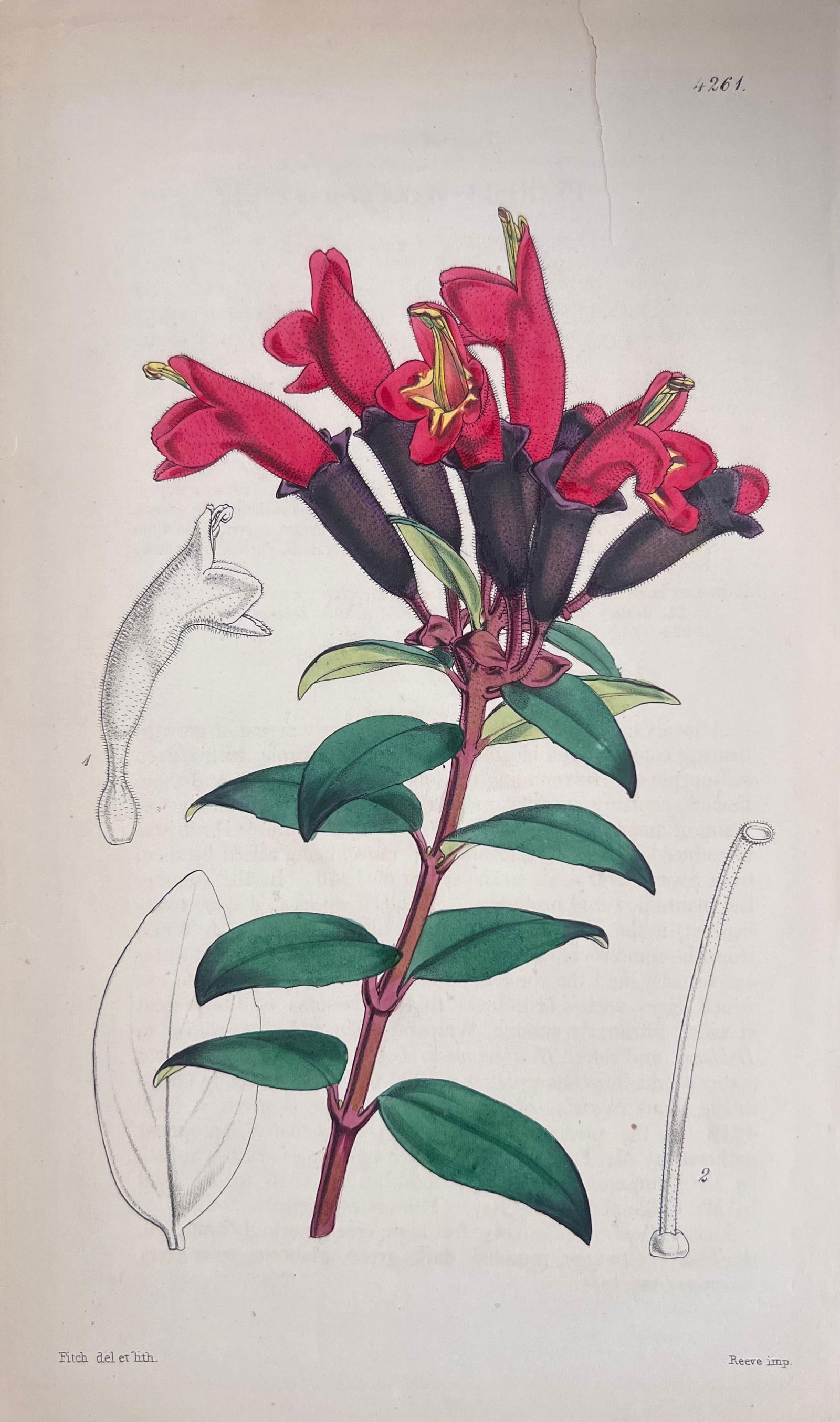 Set of Six Fine Antique British Hand Coloured Botanical Prints, circa 1900's, Early Mid 19th Century - 12