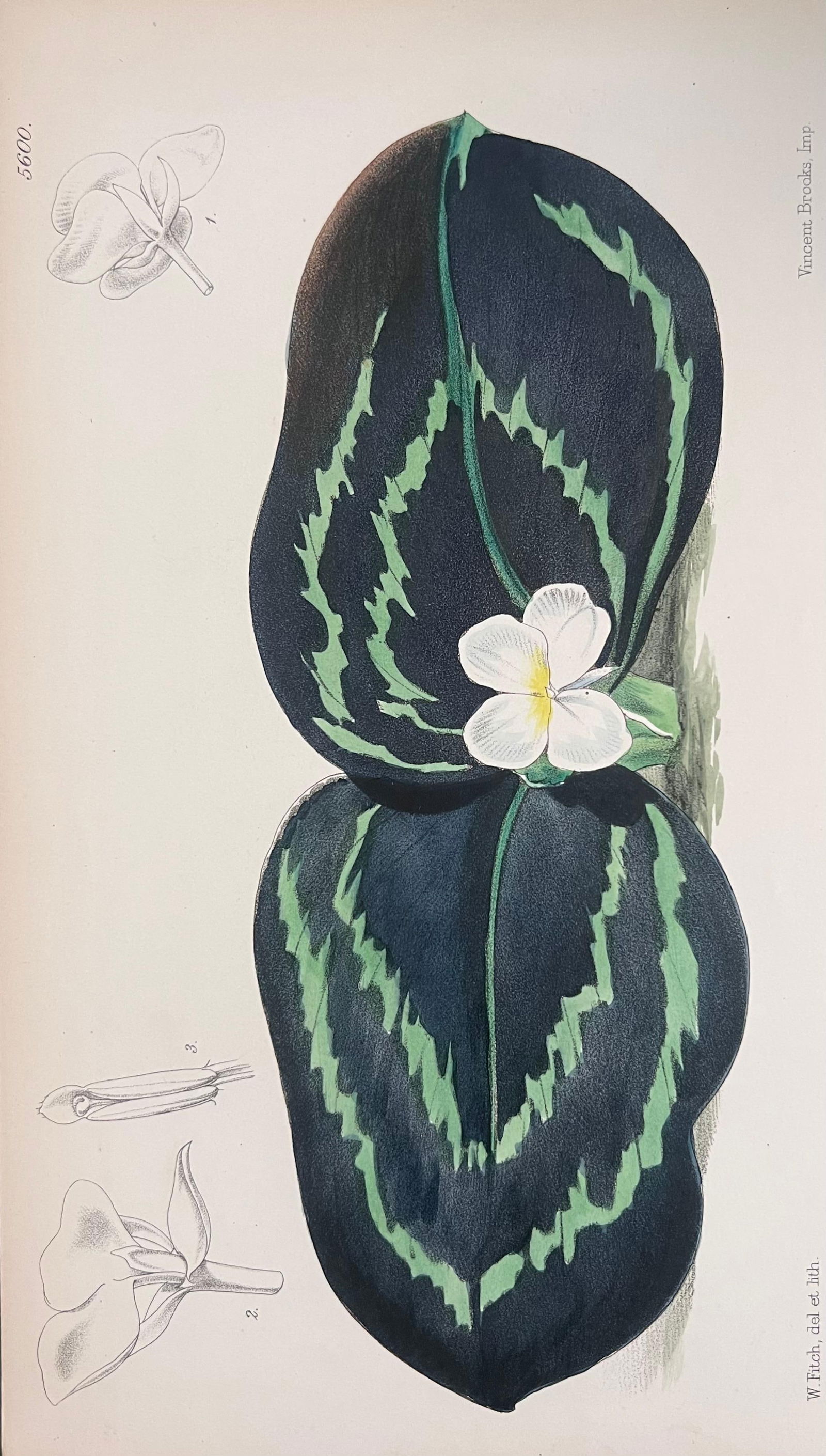 Set of Six Fine Antique British Hand Coloured Botanical Prints, circa 1900's, Early Mid 19th Century - 16