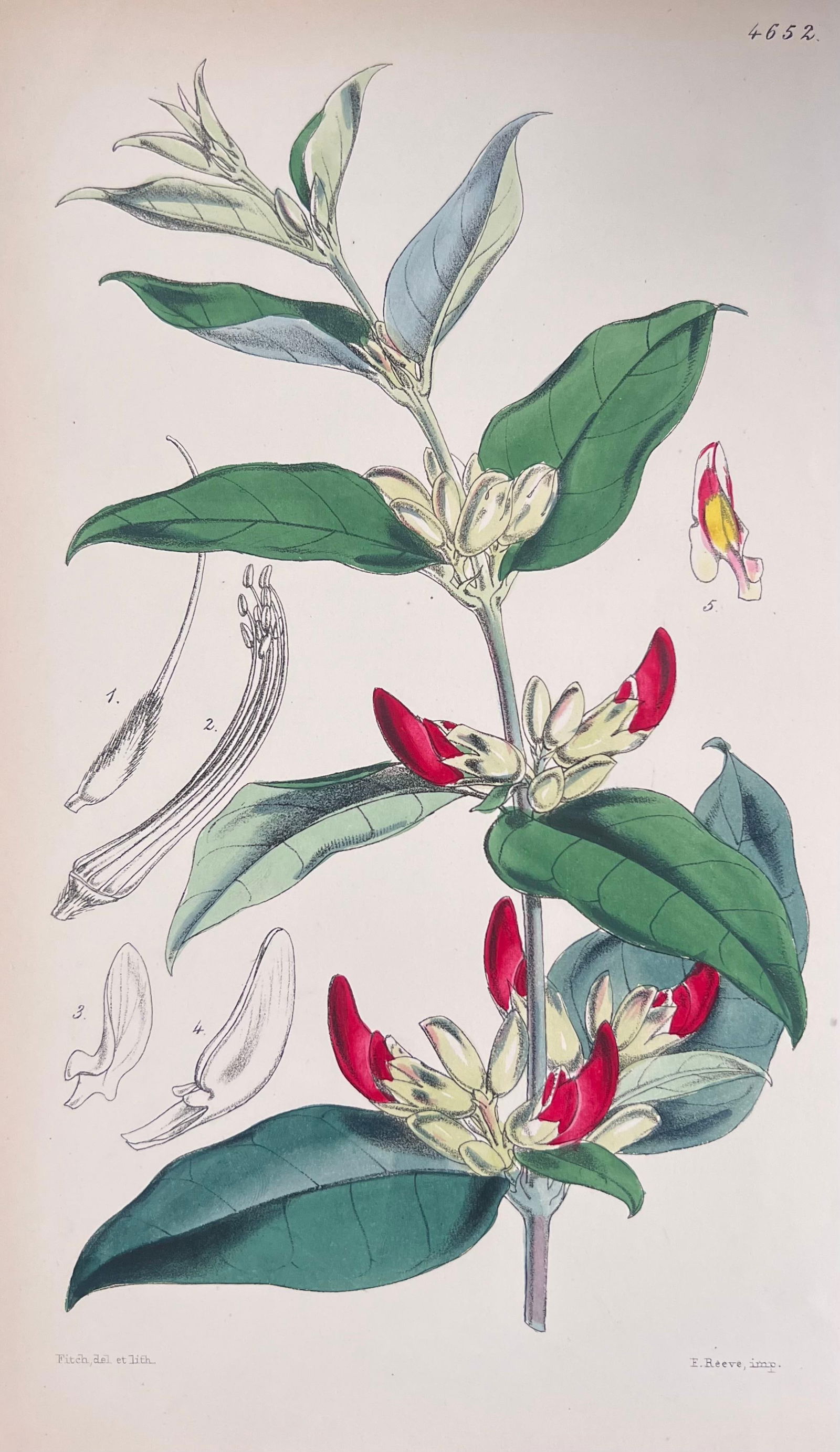 Set of Six Fine Antique British Hand Coloured Botanical Prints, circa 1900's, Early Mid 19th Century - 3