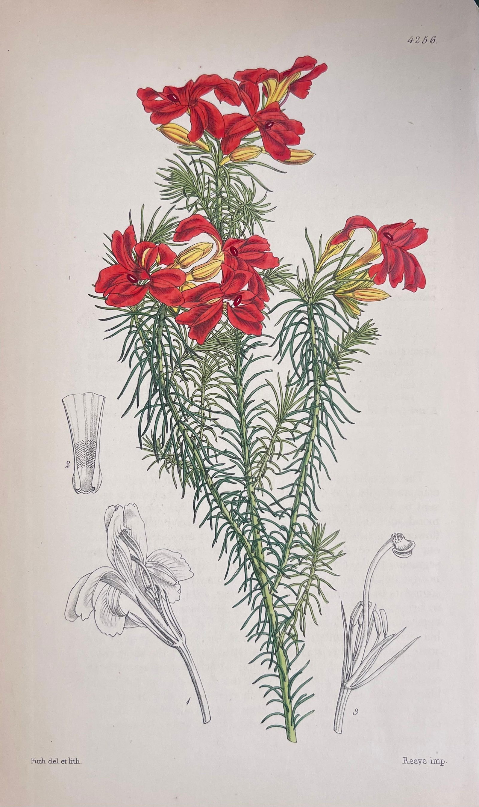 Set of Six Fine Antique British Hand Coloured Botanical Prints, circa 1900's, Early Mid 19th Century - 4