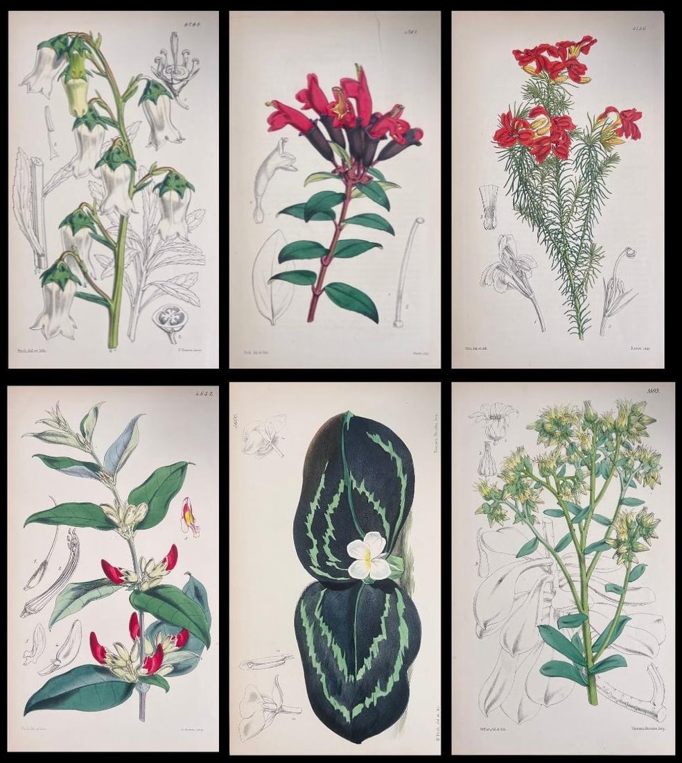 Set of Six Fine Antique British Hand Coloured Botanical Prints, circa 1900's, Early Mid 19th Century - 7