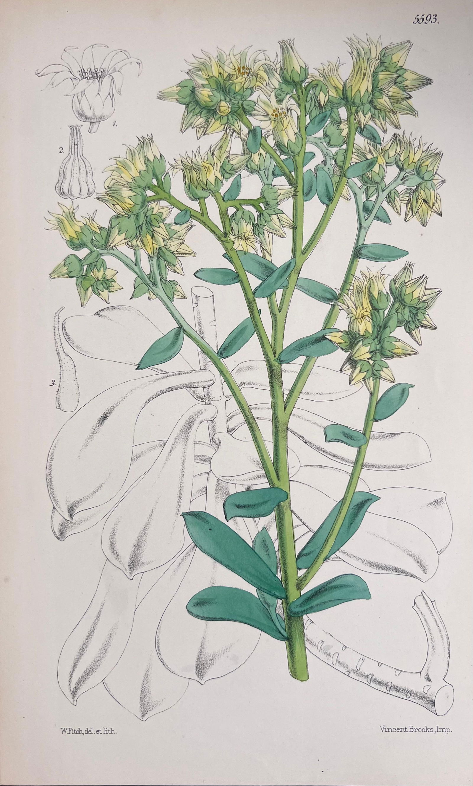 Set of Six Fine Antique British Hand Coloured Botanical Prints, circa 1900's, Early Mid 19th Century - 8