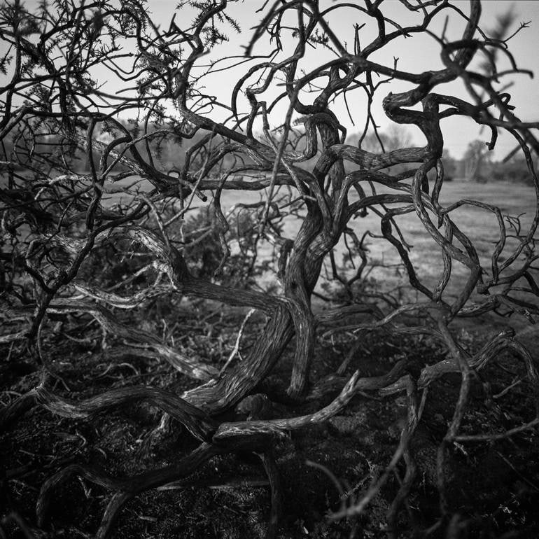 2/10 - Abstract Bark, Thornham Walks, Suffolk - Silver Gelatin: Title: 2/10 - Abstract Bark, Thornham Walks, Suffolk - Silver Gelatin Description: Title: 2/10 - Abstract Bark, Thornham Walks, Suffolk - Silver Gelatin Photograph - Limited Edition of 10 Artist: Paul