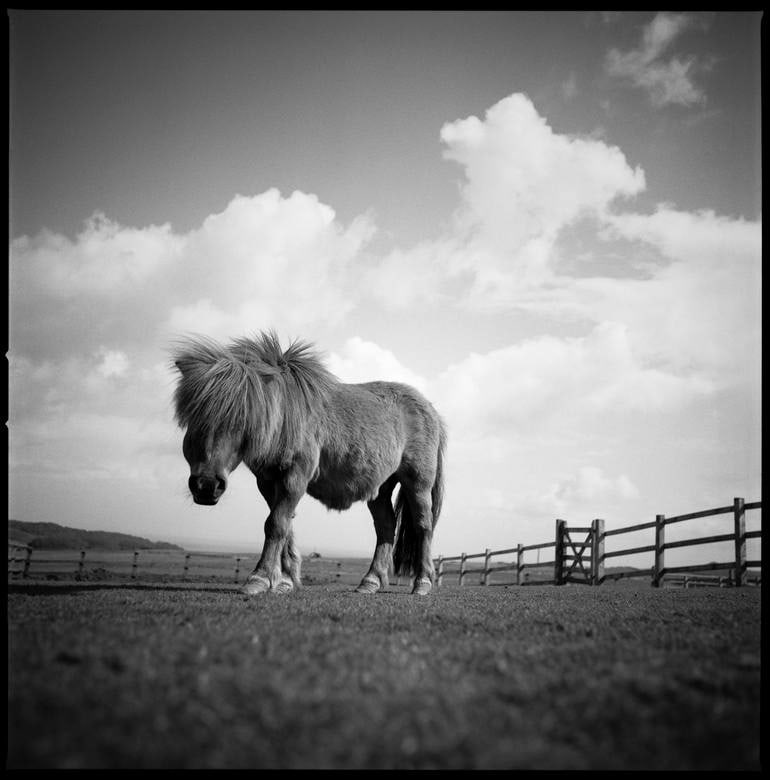 Billy, Miniature Pony, North Devon 2010 - Silver Gelatin: Title: Billy, Miniature Pony, North Devon 2010 - Silver Gelatin Description: Title: Billy, Miniature Pony, North Devon 2010 - Silver Gelatin Photograph - Limited Edition of 10 Artist: Paul Cooklin Ori