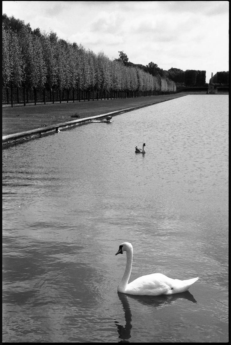 Swans, Chateau Champs de Bataille, France 2017 - Silver Gelatin: Title: Swans, Chateau Champs de Bataille, France 2017 - Silver Gelatin Description: Title: Swans, Chateau Champs de Bataille, France 2017 - Silver Gelatin Photograph - Limited Edition of 10Artist: