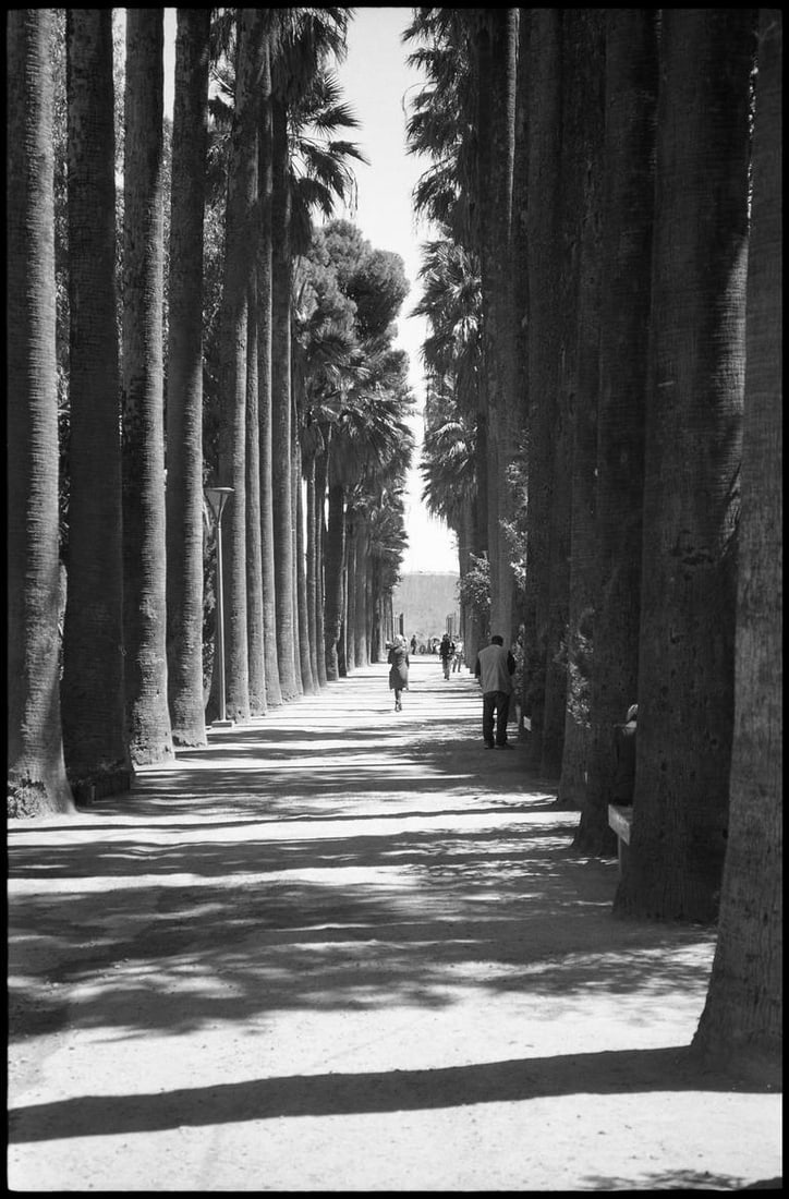 Treeline, Jardin Jnan Sbil, Fes, Morocco - Silver Gelatin: Title: Treeline, Jardin Jnan Sbil, Fes, Morocco - Silver Gelatin Description: Title: Treeline, Jardin Jnan Sbil, Fes, Morocco - Silver Gelatin Photograph - Limited Edition of 10 Artist: Paul Cooklin O
