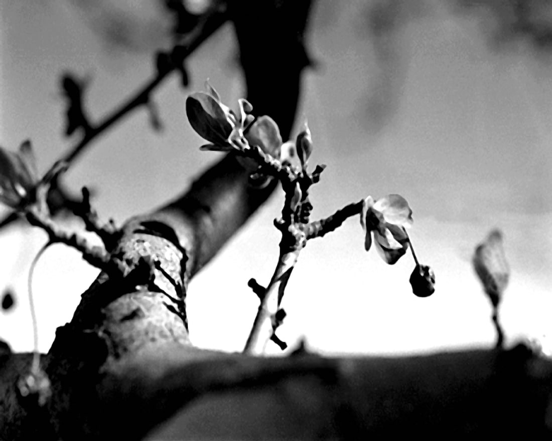 2006, "BATTERY PARK BRANCH", (MANHATTAN): Title: 2006, "BATTERY PARK BRANCH", (MANHATTAN) Artist/Source: CLARK SHEFFIELD Original Date: 2006 Dimensions: 8X10" Description: || UNITED STATES SHIPPING ONLY! || This lot is a Dye Based