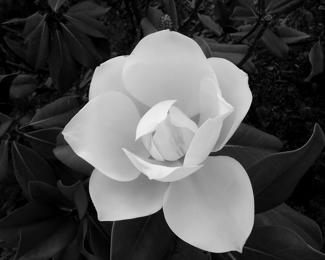 2019, "SOUTHERN BELL": Title: 2019, "SOUTHERN BELL" Artist/Source: CLARK SHEFFIELD Original Date: UNKNOWN Dimensions: 8X10" Description: || UNITED STATES SHIPPING ONLY! || This lot is a Dye Based Photolithograph and is a