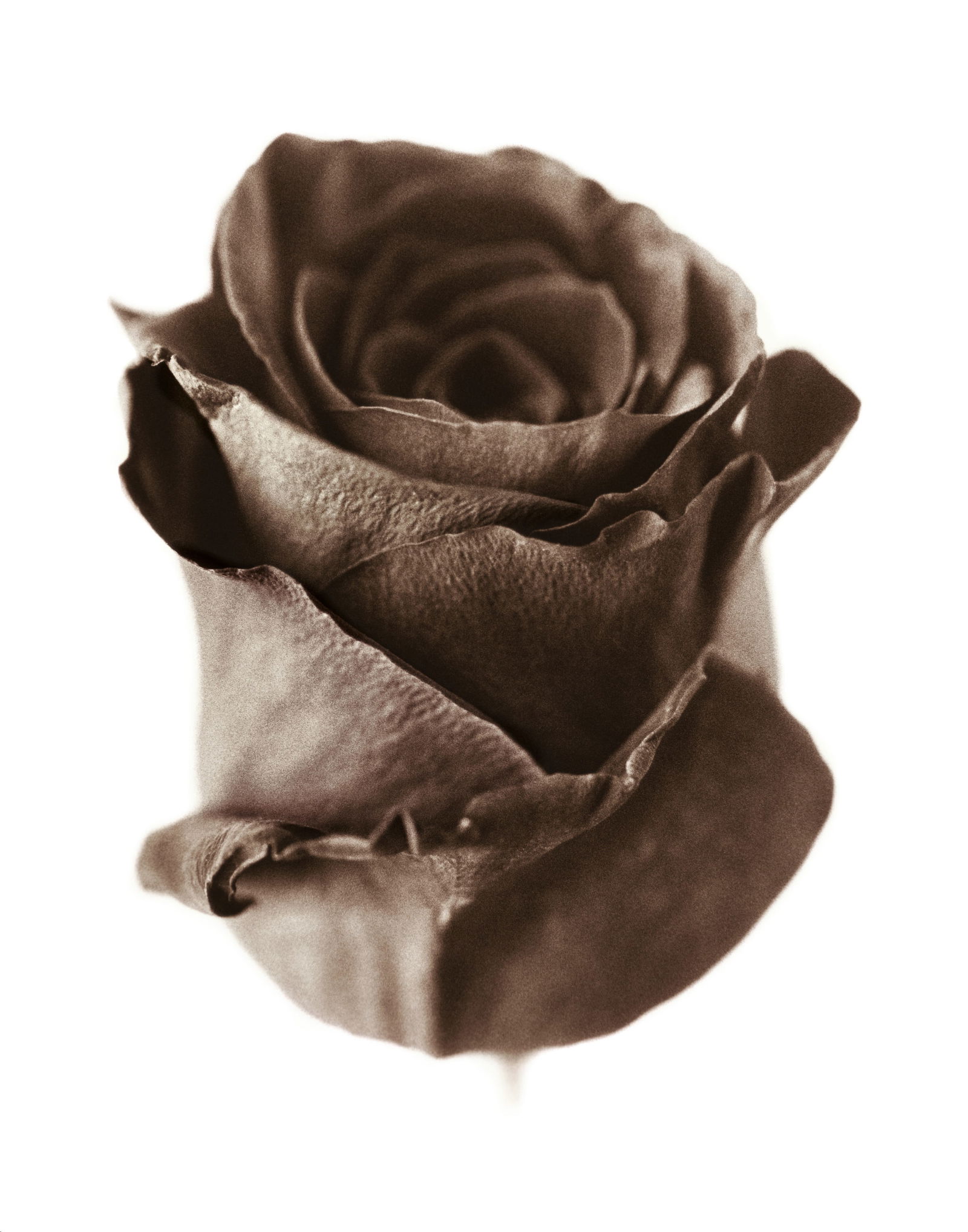 2008, "BLACK ROSE": Title: 2008, "BLACK ROSE" Artist/Source: UNIDENTIFIED Original Date: 2008 Dimensions: 8X10" Description: || UNITED STATES SHIPPING ONLY! || This lot is a Dye Based Photolithograph and is a