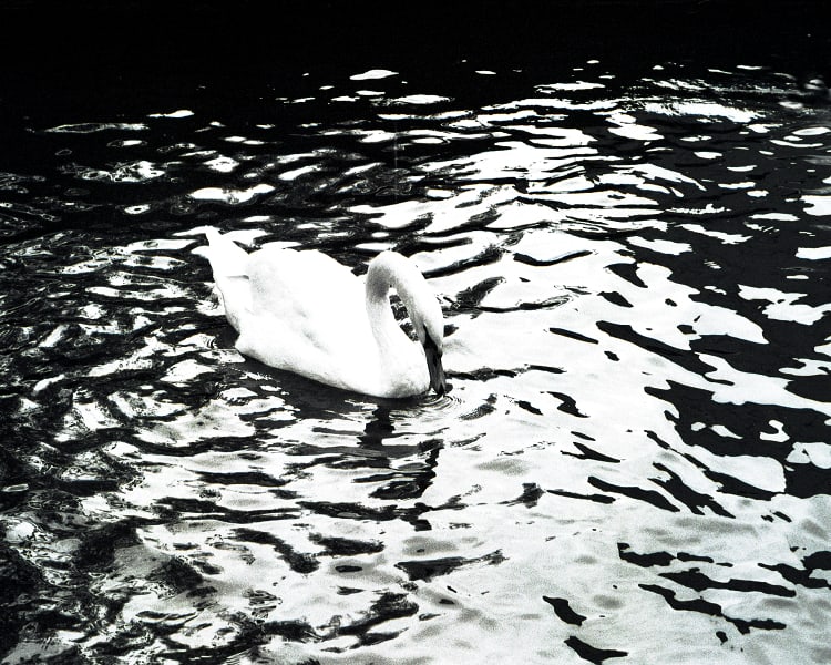 2010, "THE SWANS OF FLANDERS-DEUX", (BELGIUM): Title: 2010, "THE SWANS OF FLANDERS-DEUX", (BELGIUM) Artist/Source: EUROCONTEMPO PUBLISHING Original Date: 2010 Dimensions: 8X10" Description: || UNITED STATES SHIPPING ONLY! || This lot is a Dye