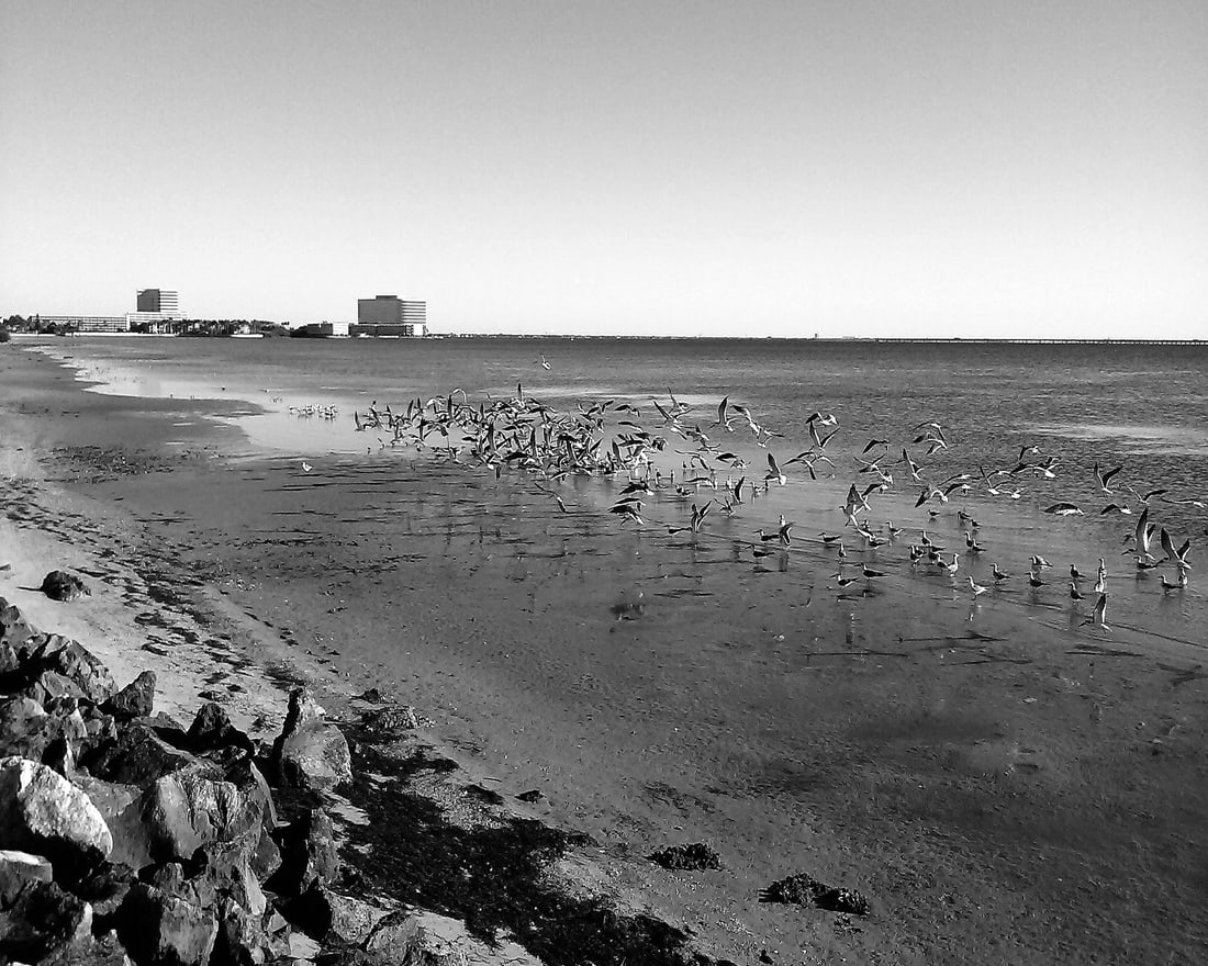 2018, "SANDPIPERS SURGE": Title: 2018, "SANDPIPERS SURGE" Artist/Source: CLARK SHEFFIELD Original Date: UNKNOWN Dimensions: 8X10" Description: || UNITED STATES SHIPPING ONLY! || This lot is a Dye Based Photolithograph and is