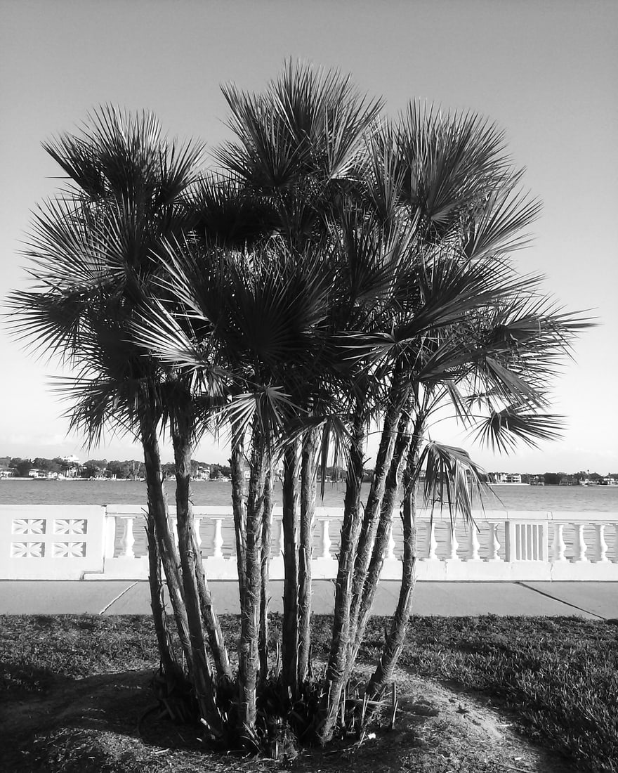 2017, "SILVER SAW PALMETTO": Title: 2017, "SILVER SAW PALMETTO" Artist/Source: CLARK SHEFFIELD Original Date: UNKNOWN Dimensions: 10X8" Description: || UNITED STATES SHIPPING ONLY! || This lot is a Dye Based Photolithograph and