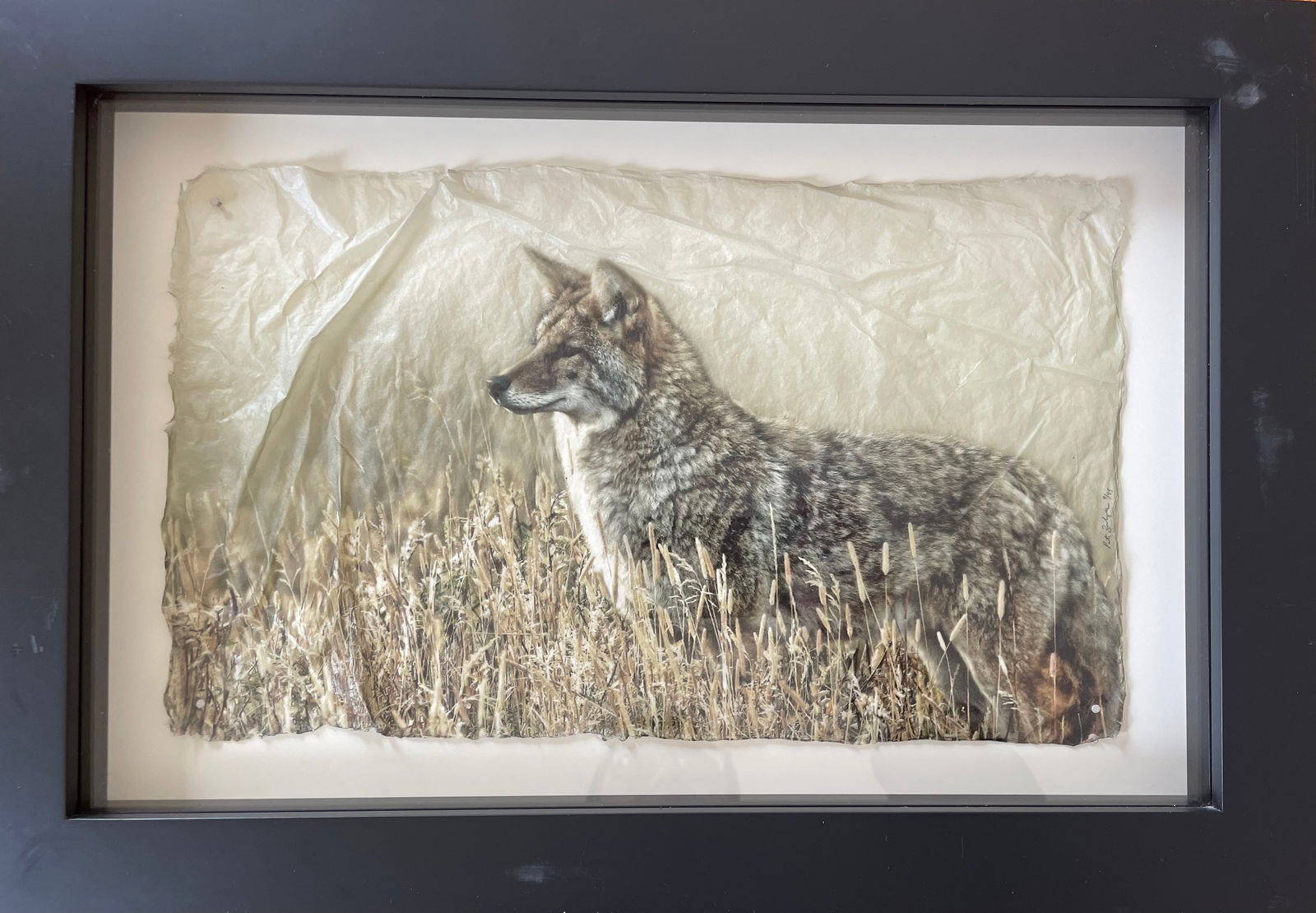 Untitled (Coyote 9/45): Title:Untitled (Coyote 9/45)Description:Photographic print of etching on hide;coyote #coyote #etchingDate/Friends:contemporaryMaterials:photographic print of etching on hide under