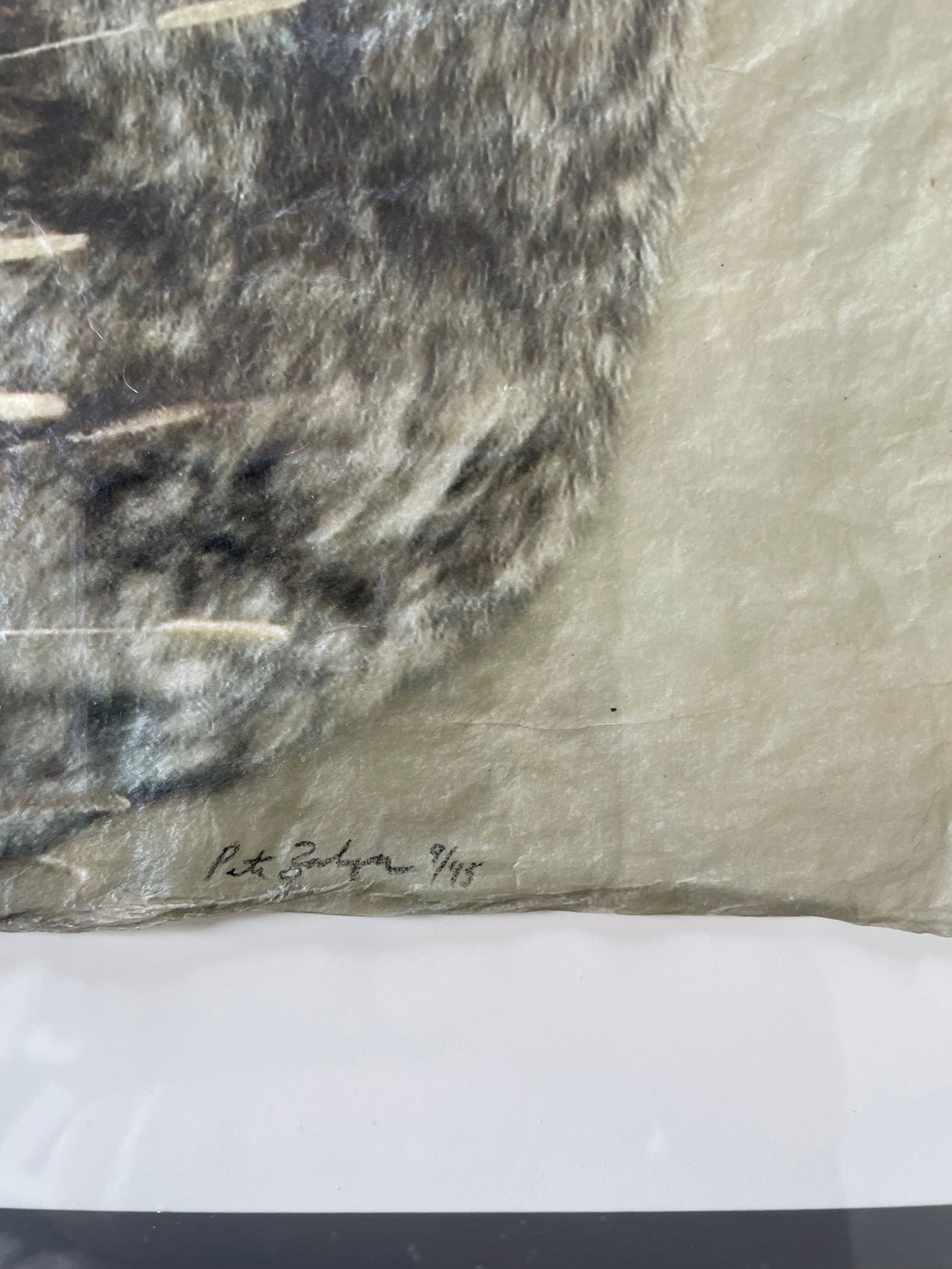 Untitled (Coyote 9/45) - 2